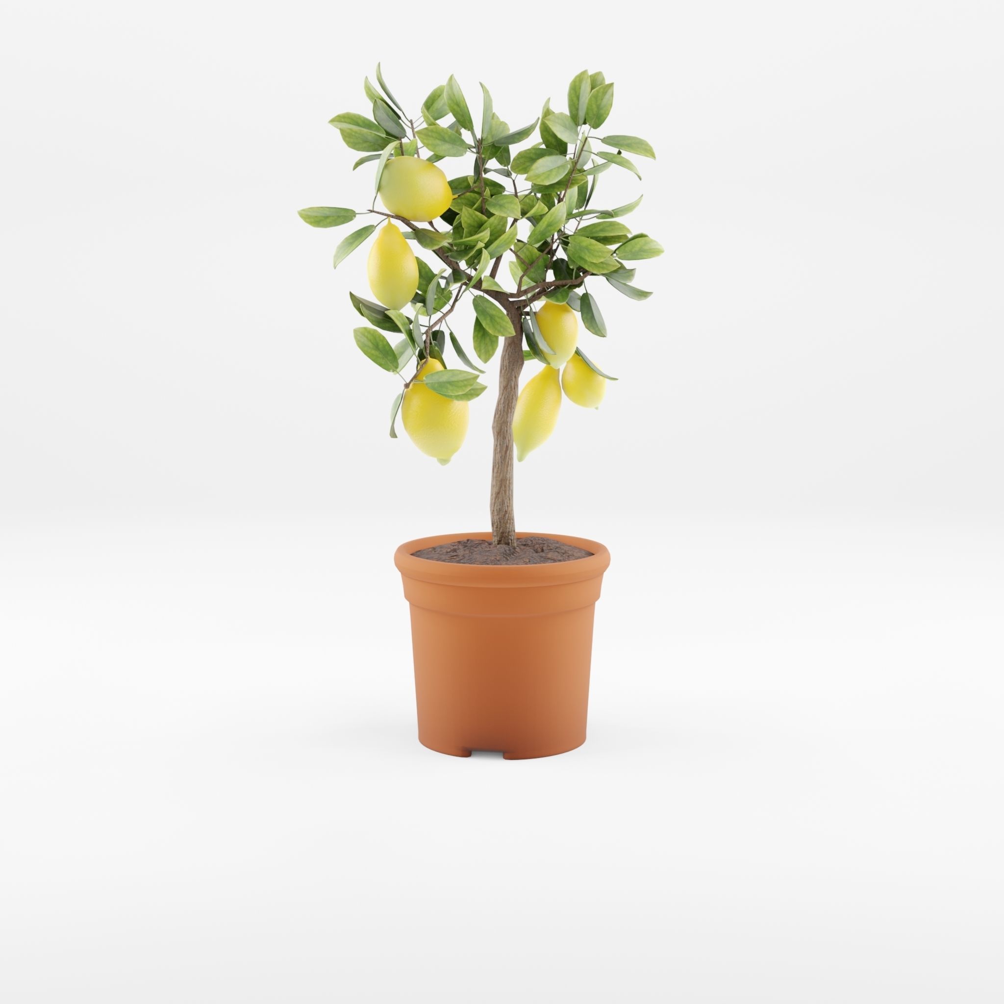 Lemon Tree Plant Citrus Lemon 3D Model Low-poly 3D model_1