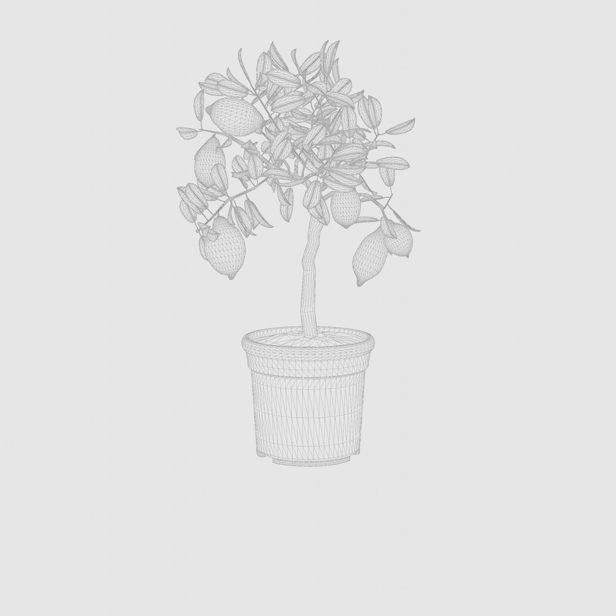 Lemon Tree Plant Citrus Lemon 3D Model Low-poly 3D model_4