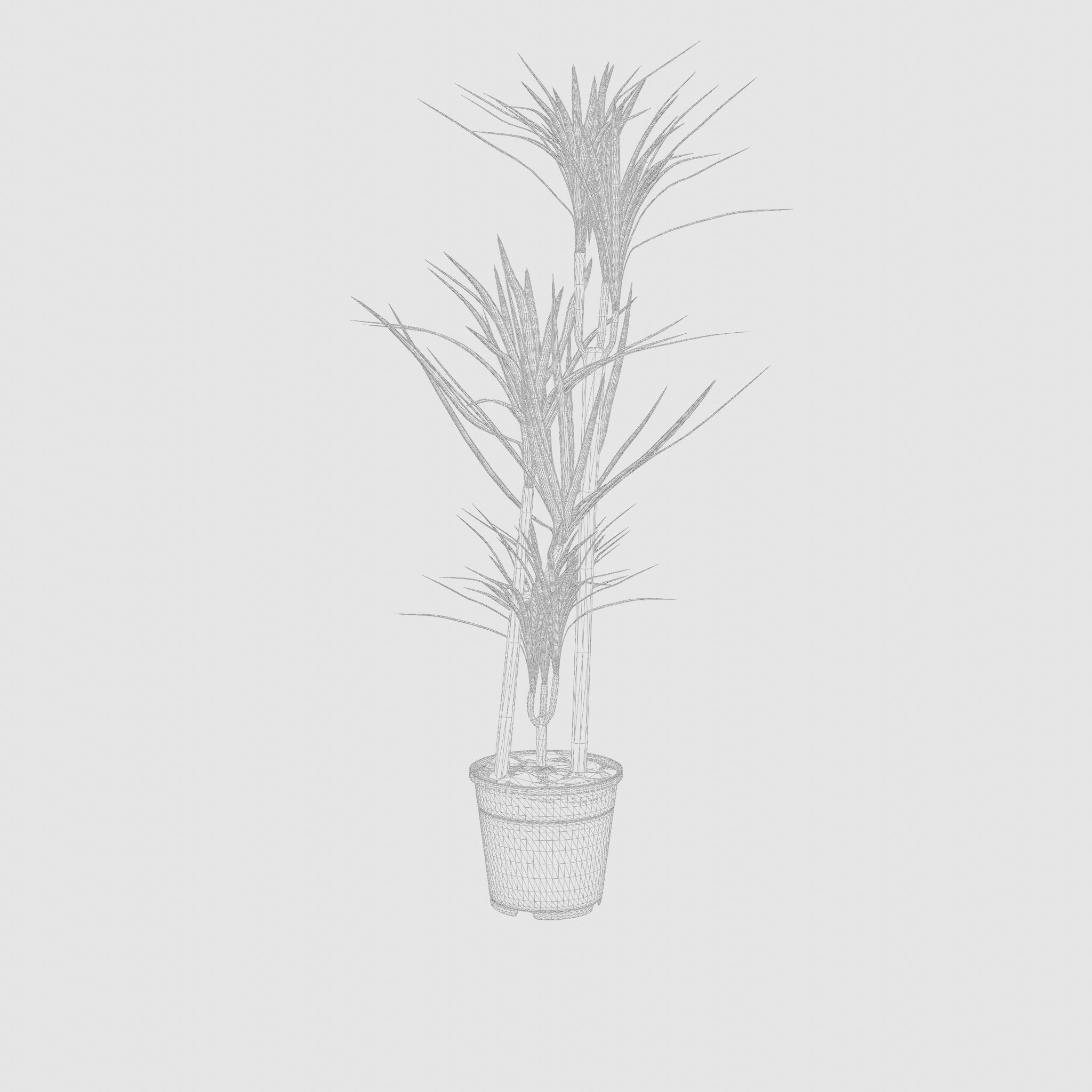 Dracaena Marg  Houseplant 3D Model Low-poly 3D model_4