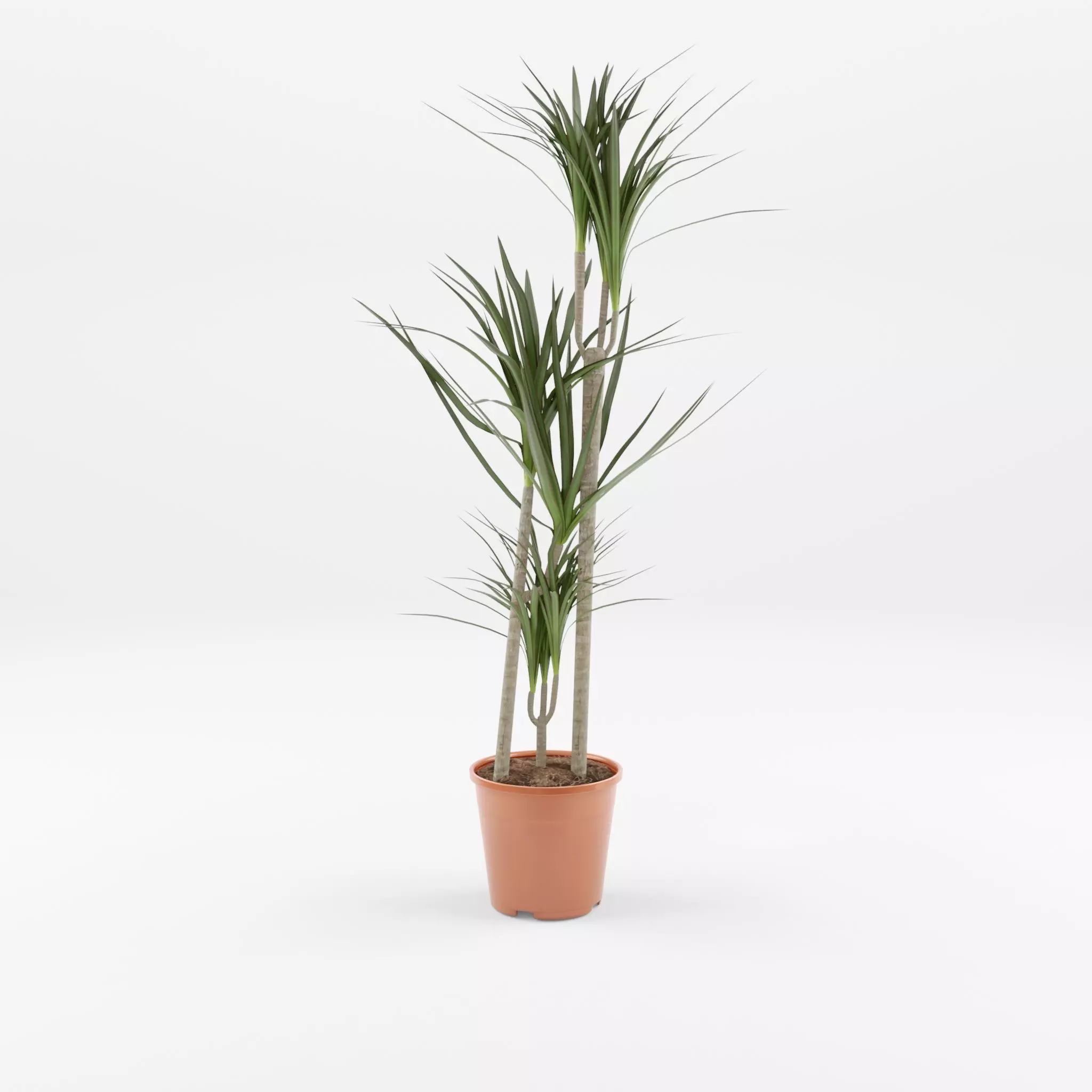 Dracaena Marg  Houseplant 3D Model Low-poly 3D model_0