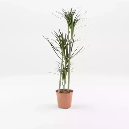 Dracaena Marg  Houseplant 3D Model Low-poly 3D model