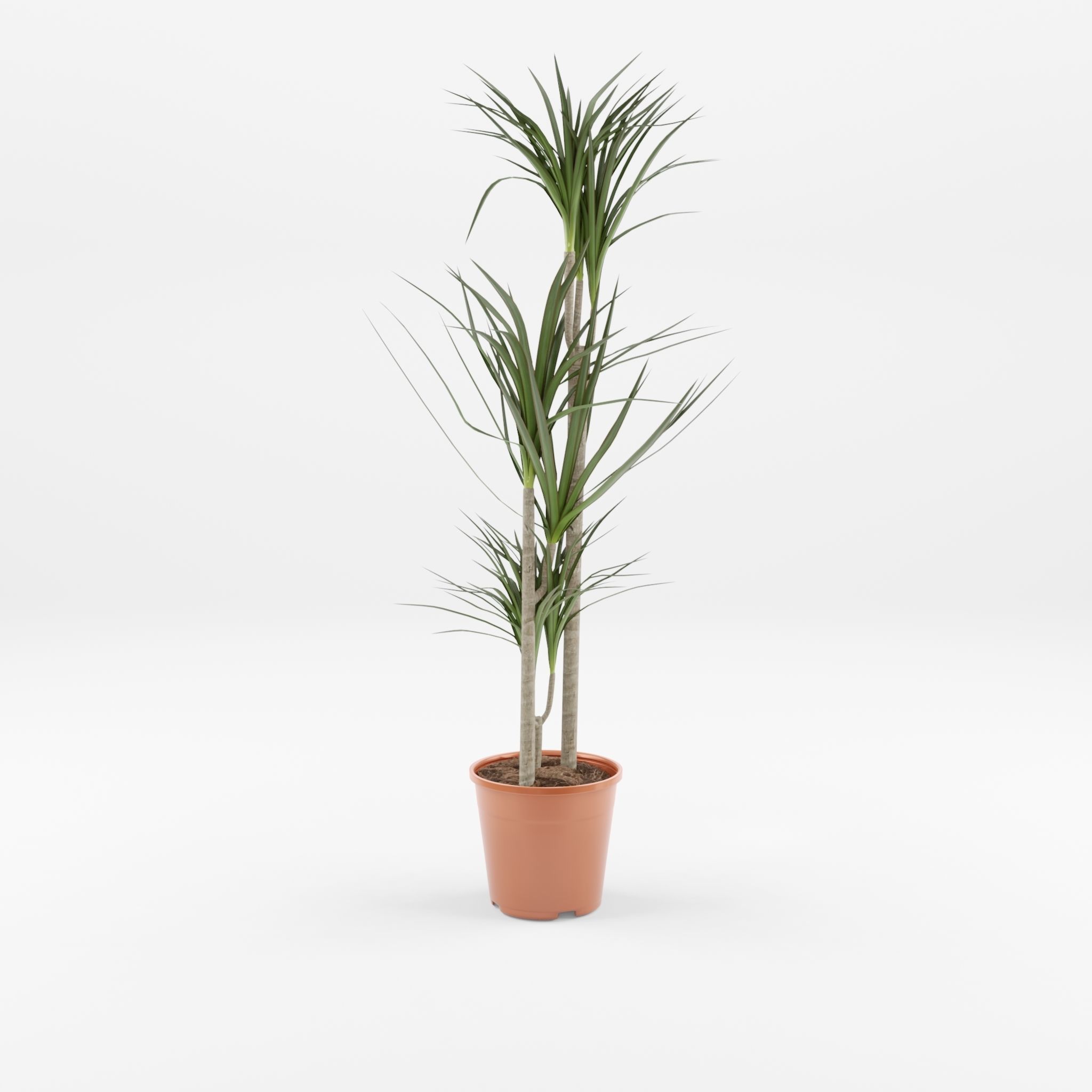 Dracaena Marg  Houseplant 3D Model Low-poly 3D model_1