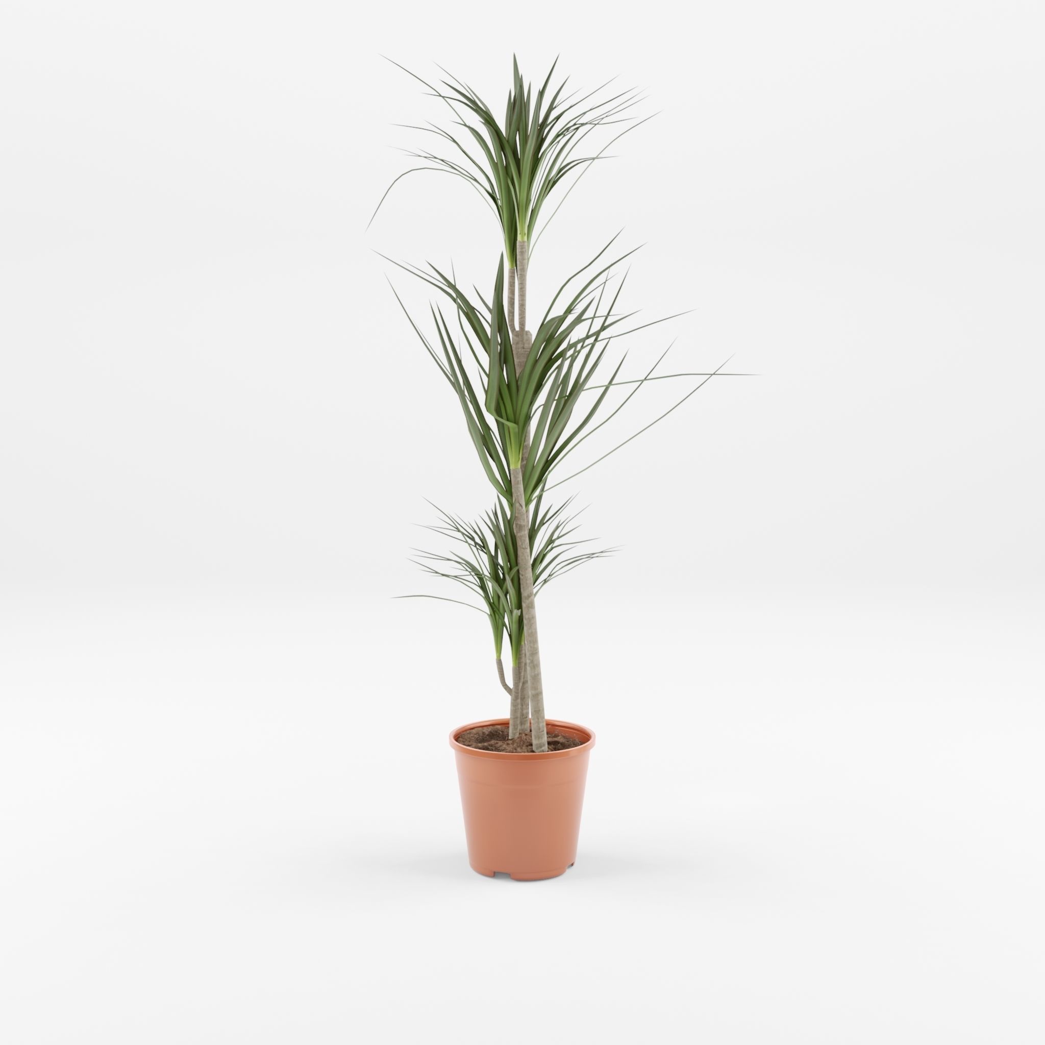 Dracaena Marg  Houseplant 3D Model Low-poly 3D model_2