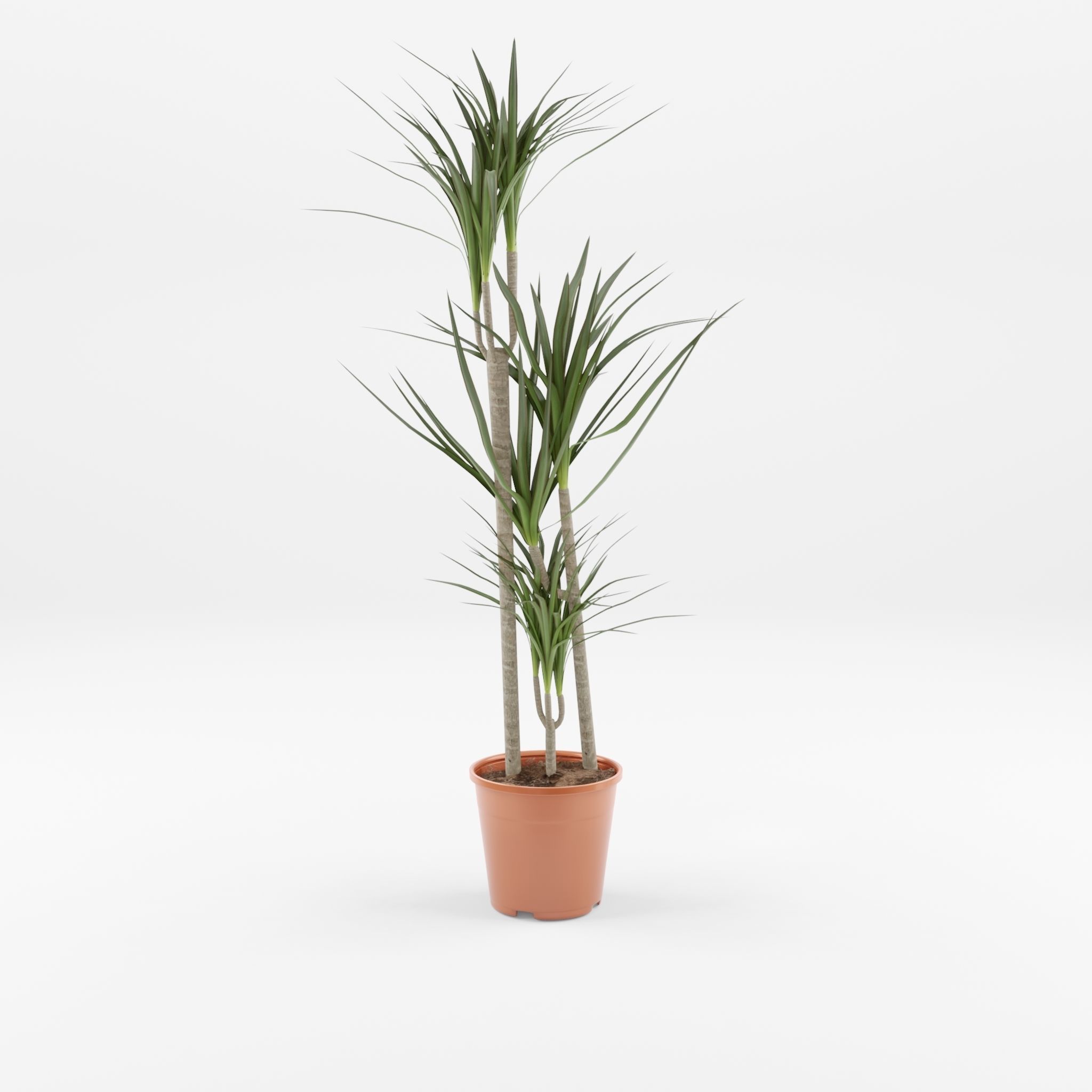Dracaena Marg  Houseplant 3D Model Low-poly 3D model_3