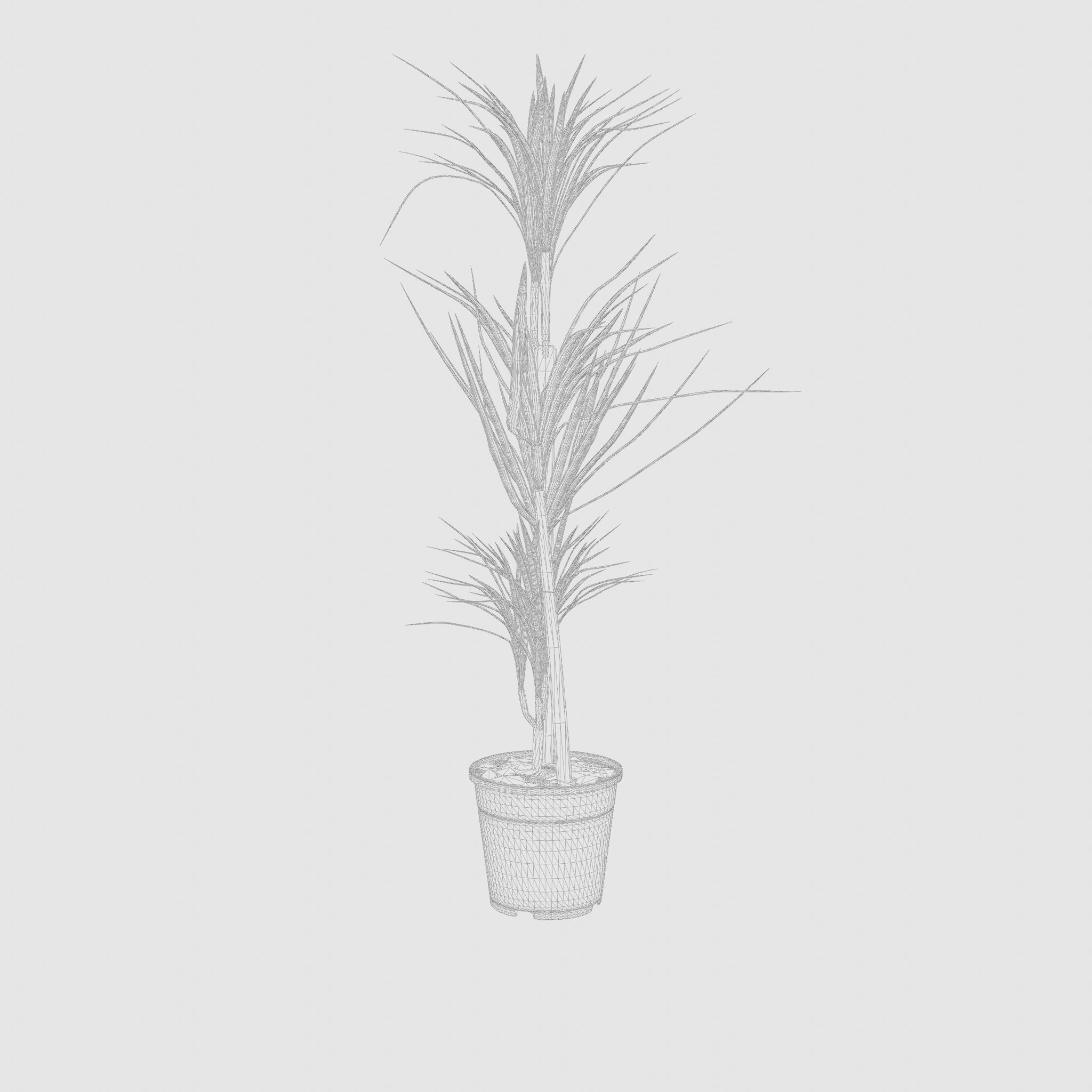 Dracaena Marg  Houseplant 3D Model Low-poly 3D model_6