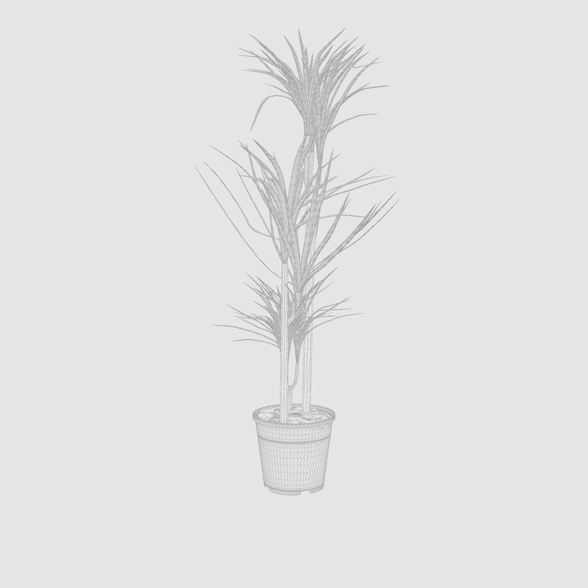 Dracaena Marg  Houseplant 3D Model Low-poly 3D model_5