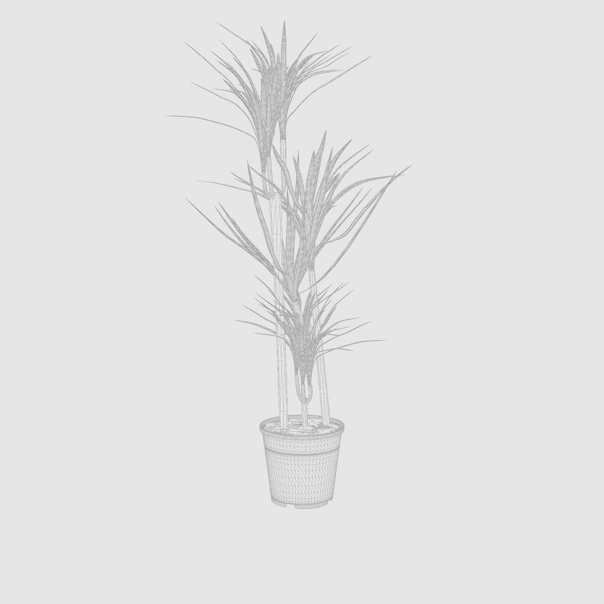 Dracaena Marg  Houseplant 3D Model Low-poly 3D model_7