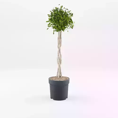 Chinese Banyan Ficus Nitida 3D Model