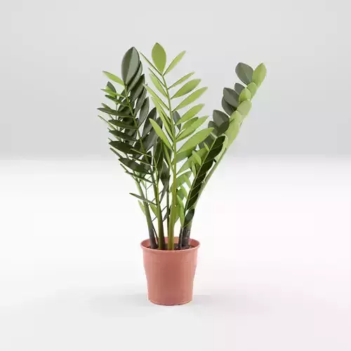 ZZ Plant Zamioculcas Zamiifolia 3D Model Low-poly 3D model