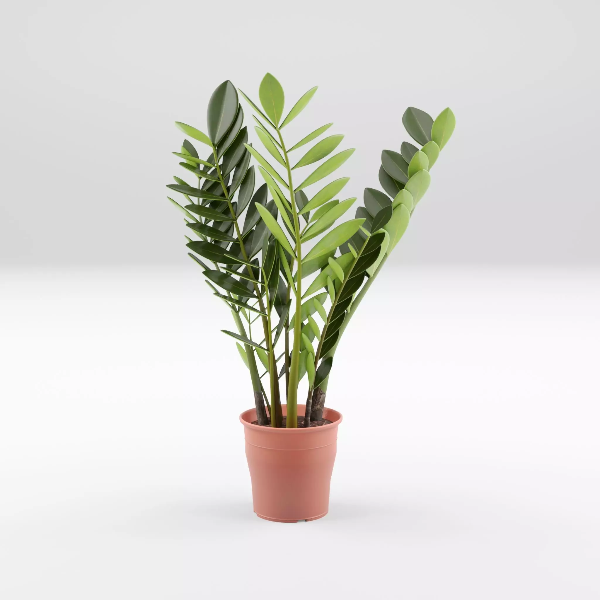 ZZ Plant Zamioculcas Zamiifolia 3D Model Low-poly 3D model_0