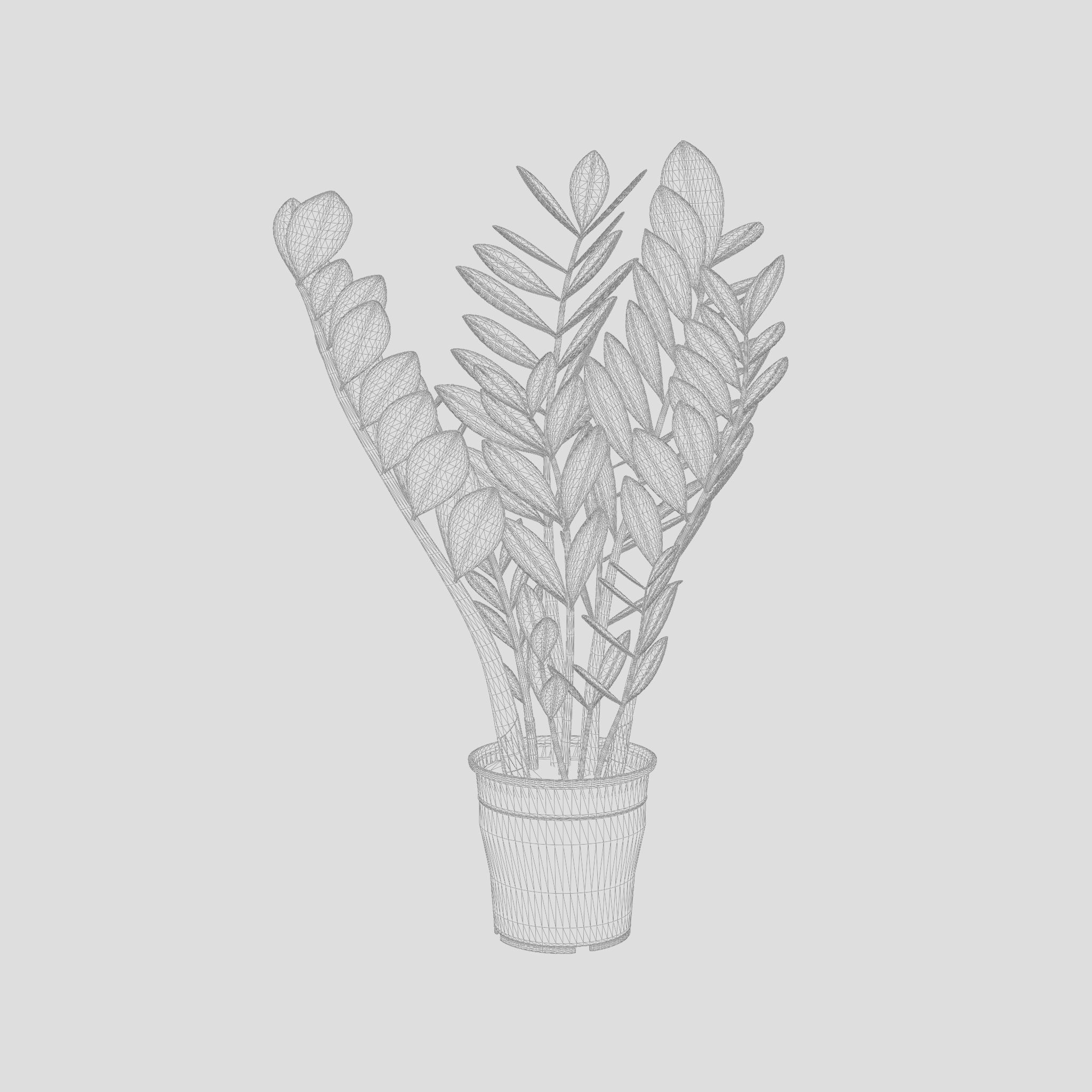 ZZ Plant Zamioculcas Zamiifolia 3D Model Low-poly 3D model_7