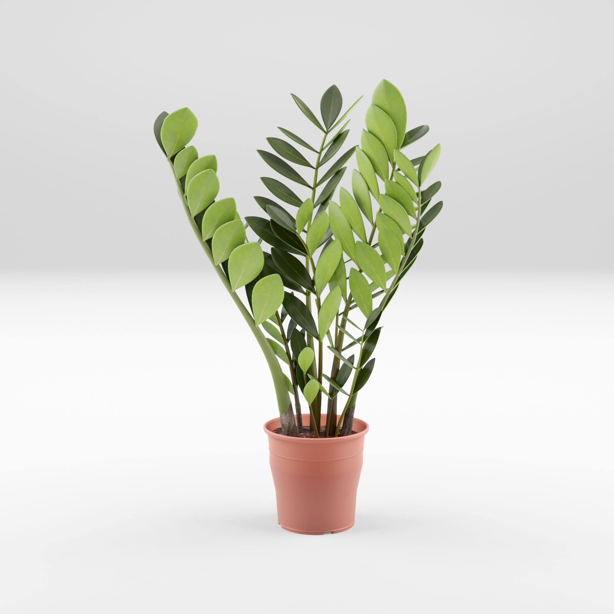 ZZ Plant Zamioculcas Zamiifolia 3D Model Low-poly 3D model_3