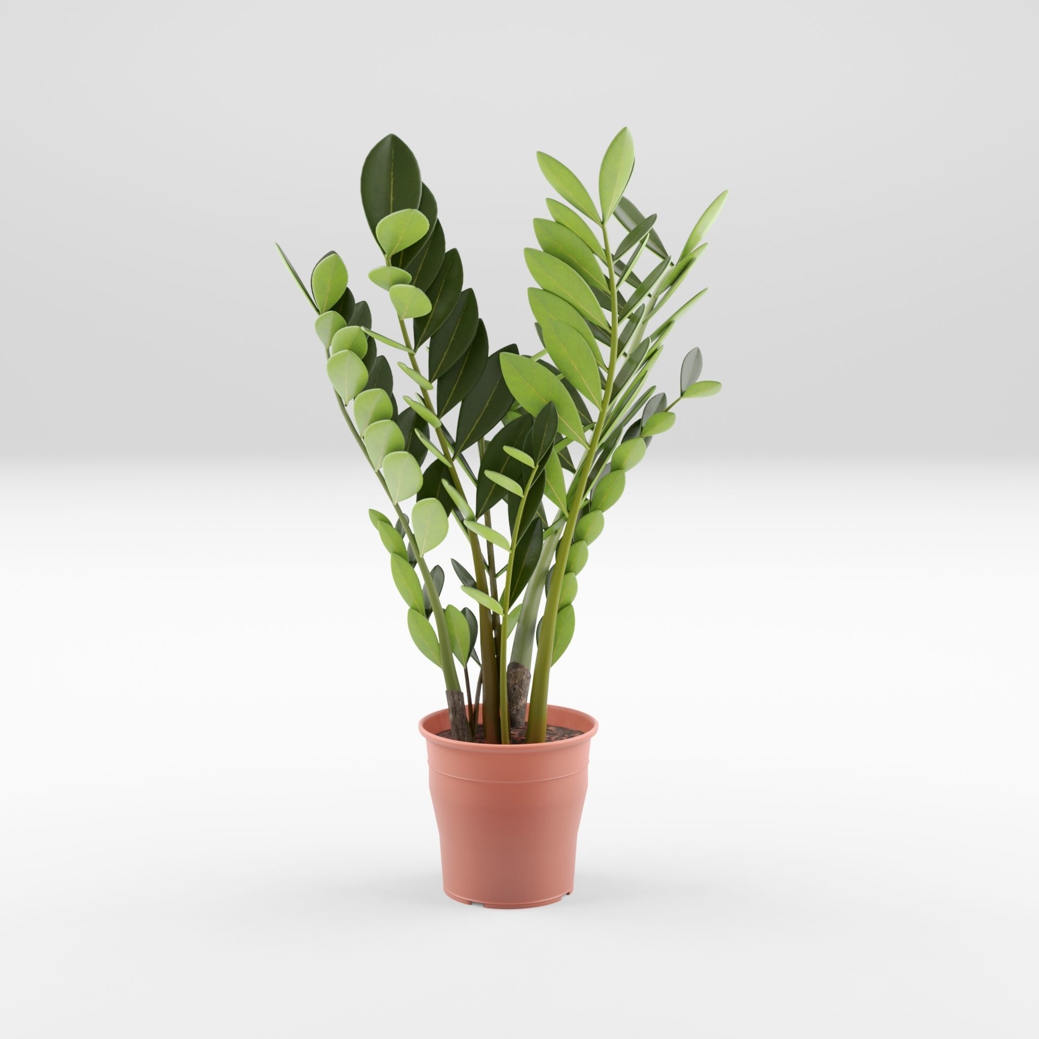 ZZ Plant Zamioculcas Zamiifolia 3D Model Low-poly 3D model_1
