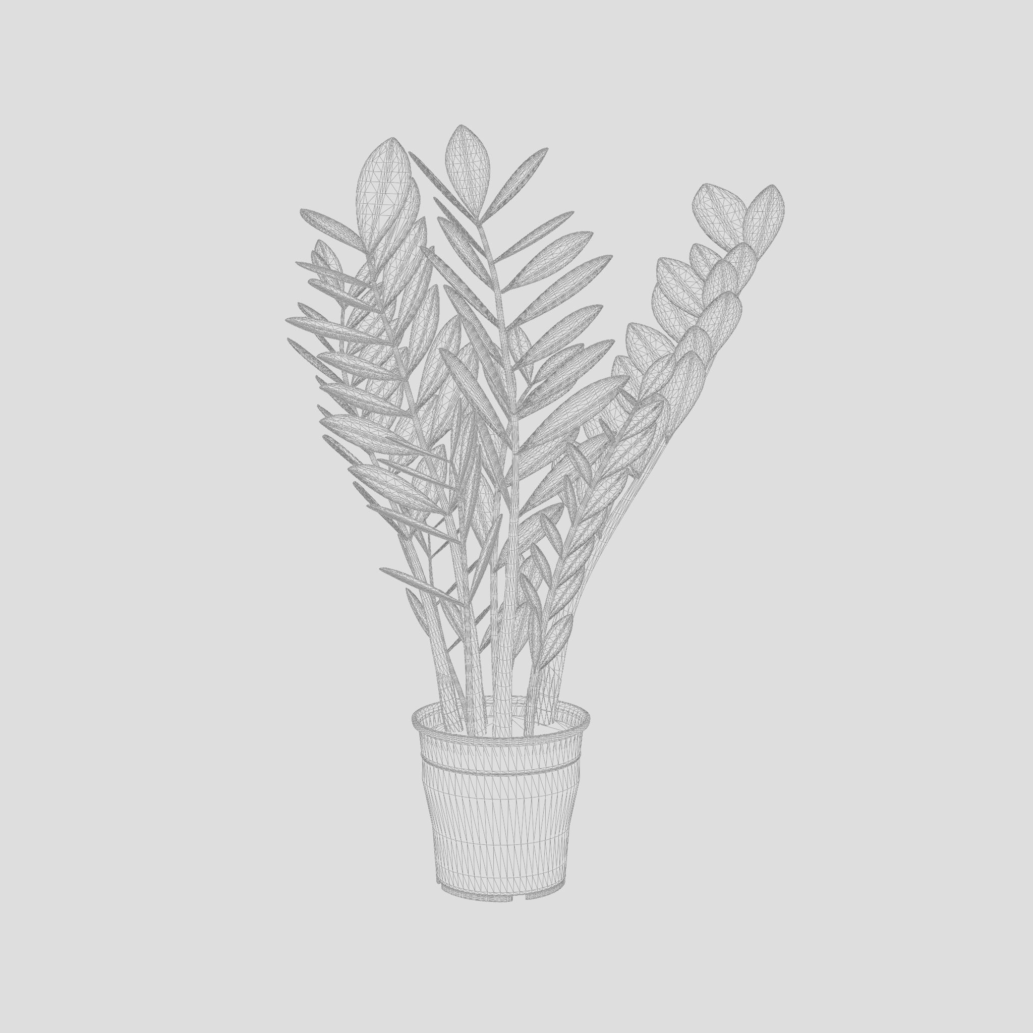 ZZ Plant Zamioculcas Zamiifolia 3D Model Low-poly 3D model_4