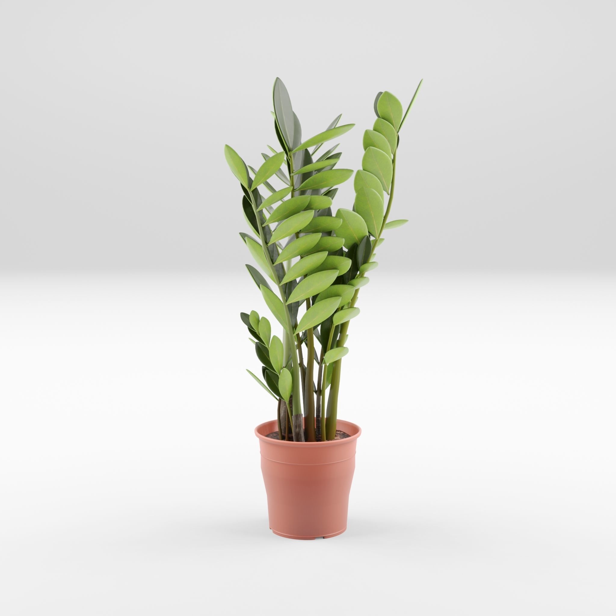 ZZ Plant Zamioculcas Zamiifolia 3D Model Low-poly 3D model_2