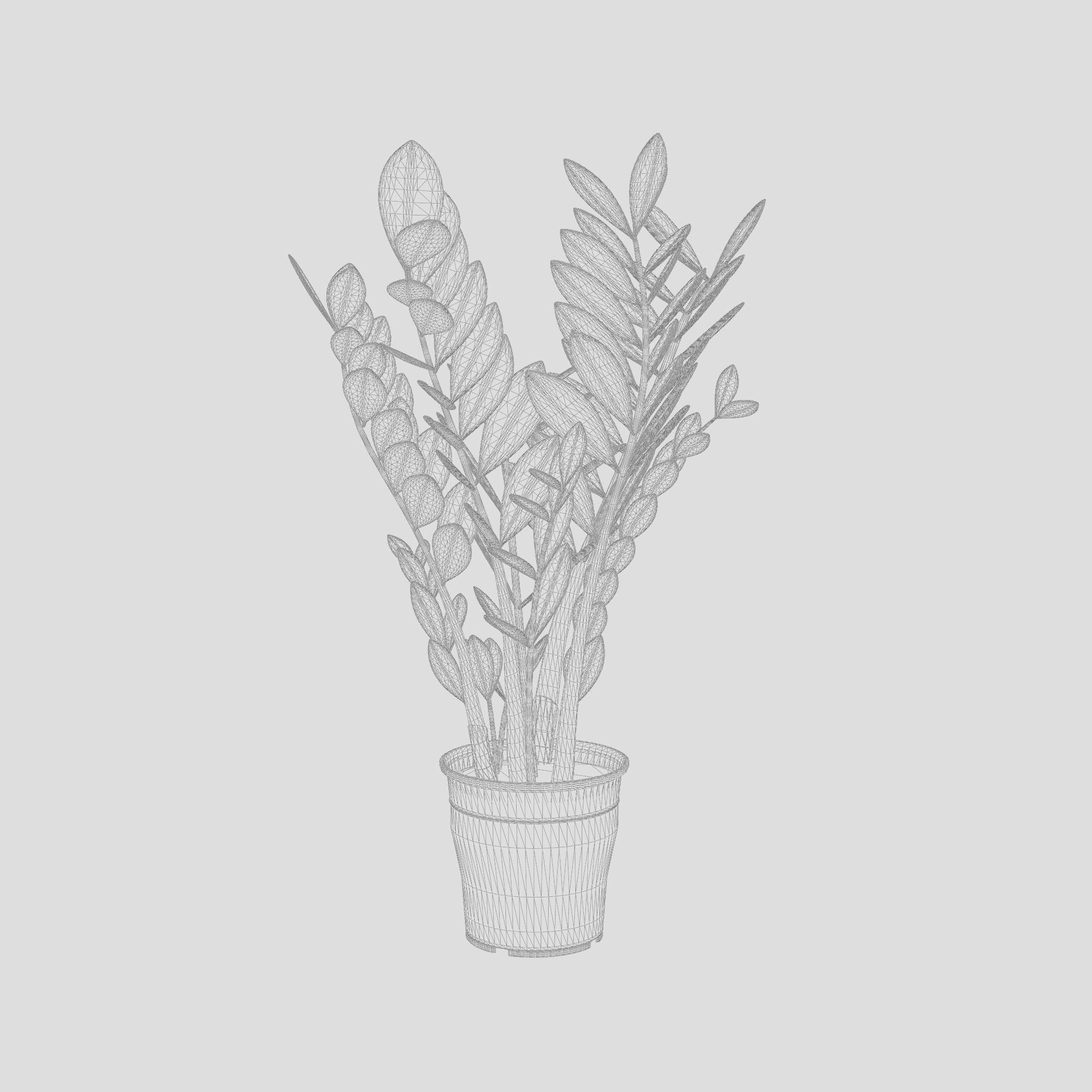 ZZ Plant Zamioculcas Zamiifolia 3D Model Low-poly 3D model_5
