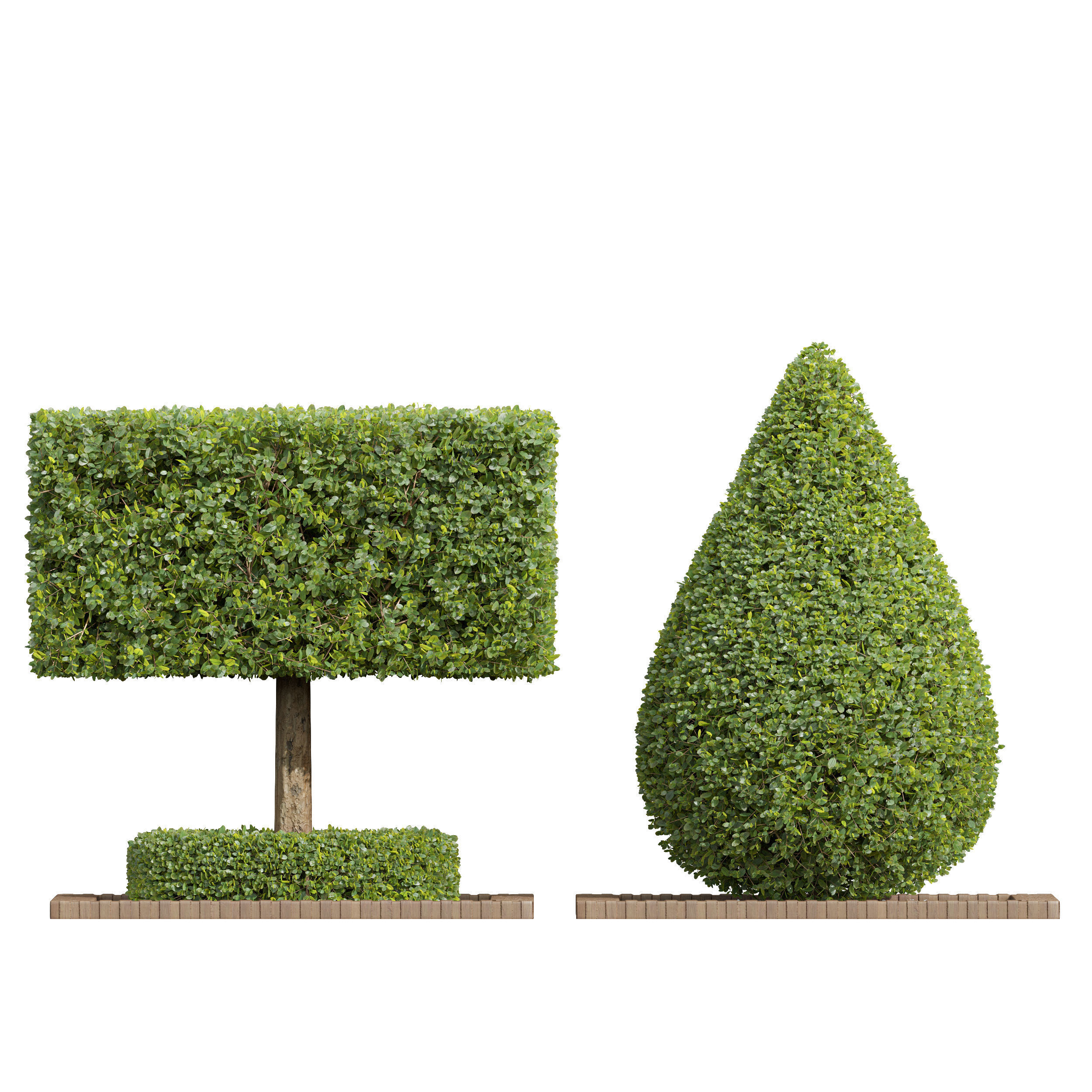 Ficus Concinna Bonsai Pruned 2 models 3D model_4