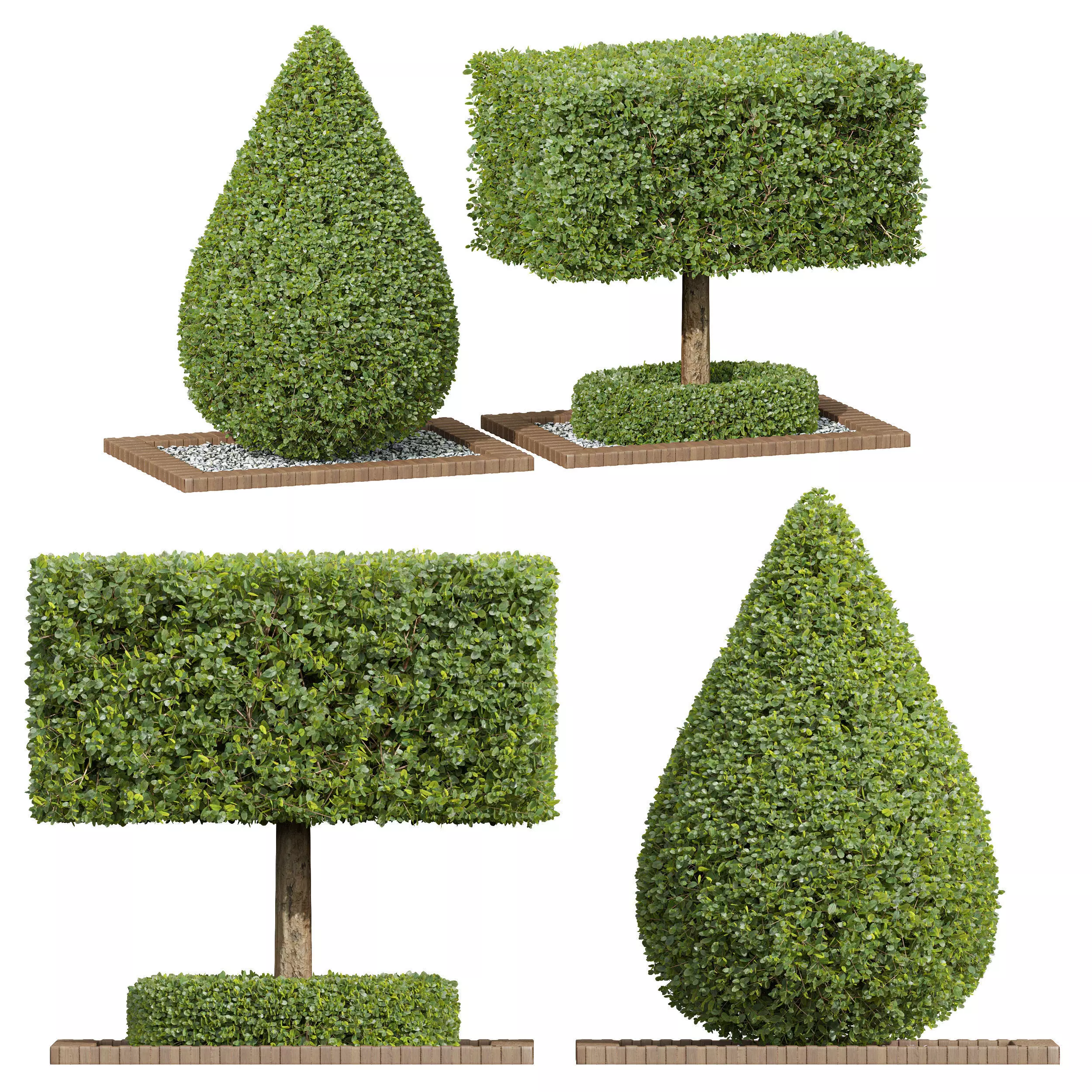 Ficus Concinna Bonsai Pruned 2 models 3D model_0