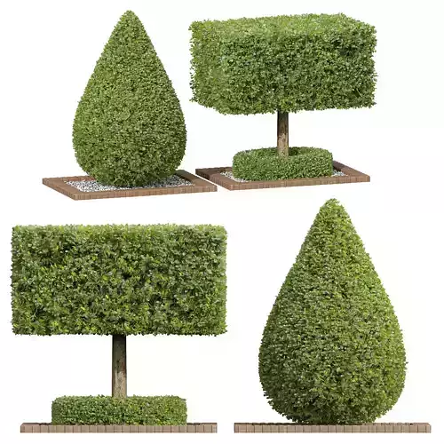 Ficus Concinna Bonsai Pruned 2 models 3D model