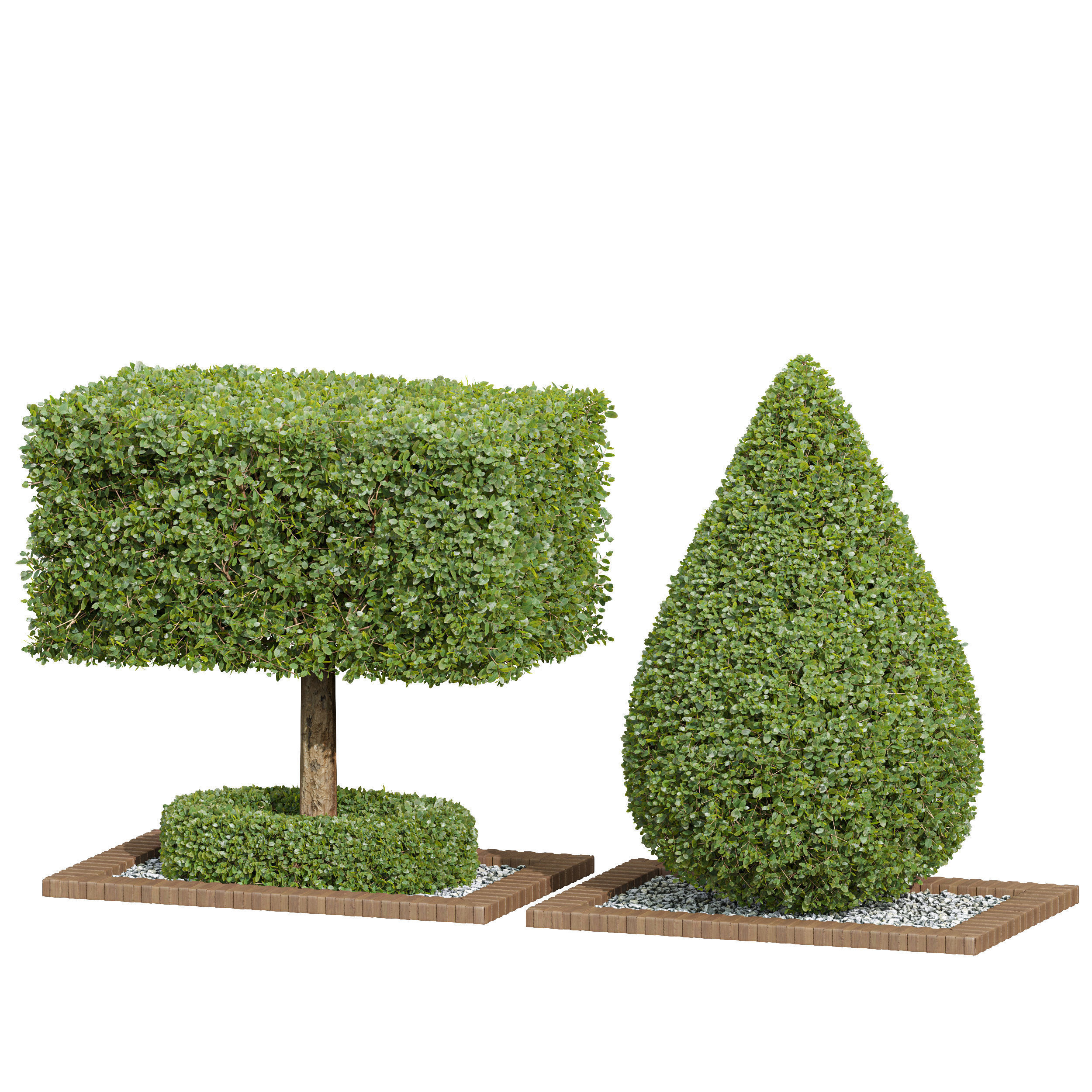 Ficus Concinna Bonsai Pruned 2 models 3D model_2