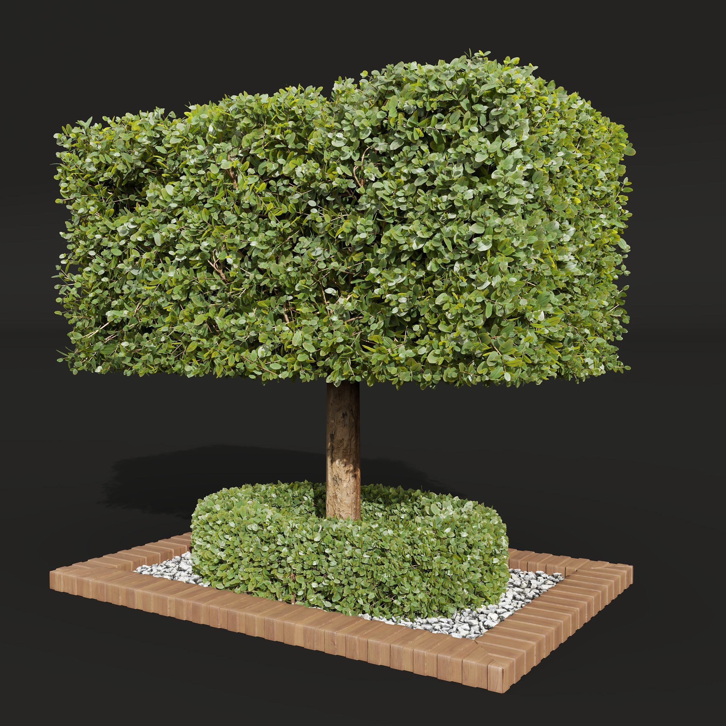 Ficus Concinna Bonsai Pruned 2 models 3D model_1