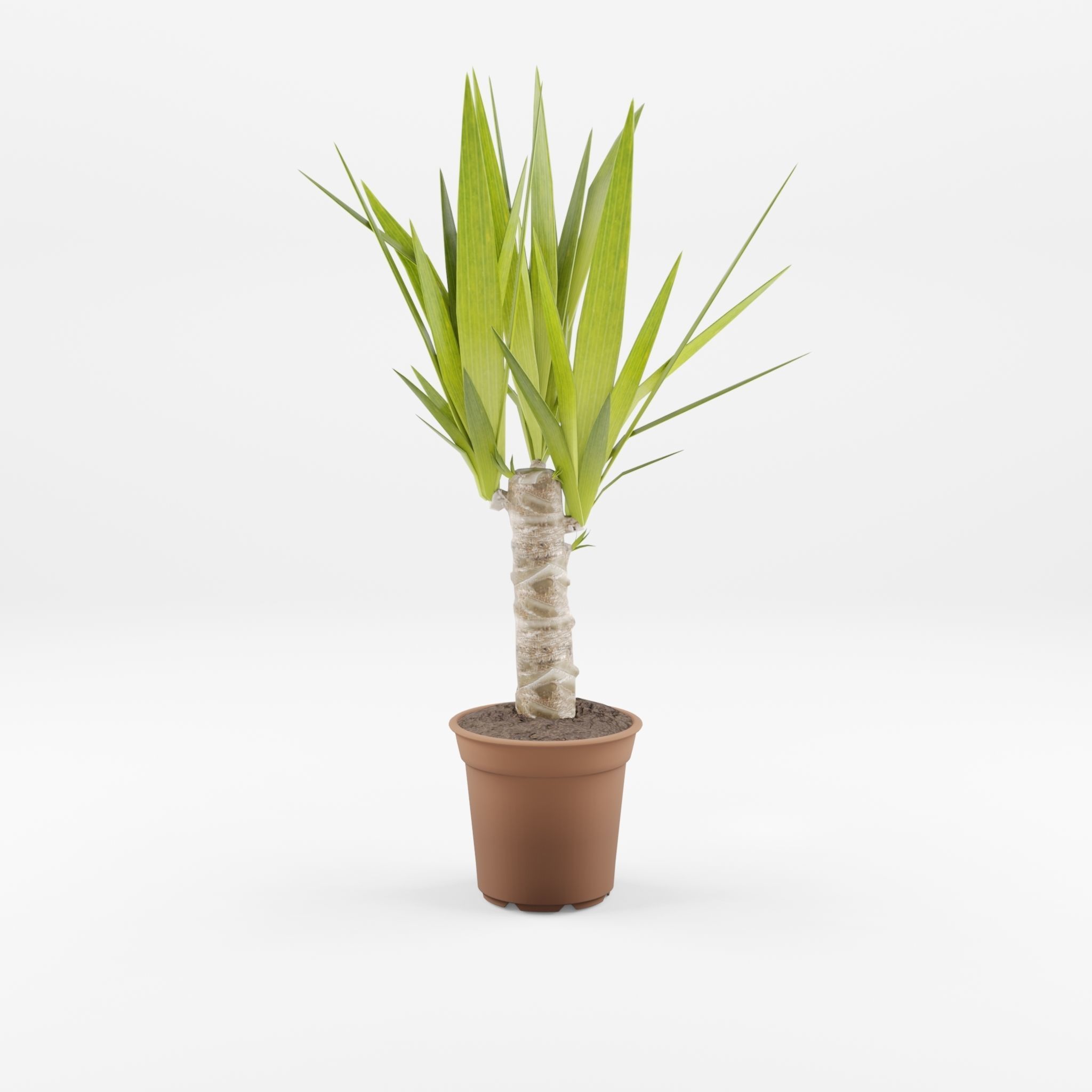 Yucca Cane Houseplant 3D Model Low-poly 3D model_3