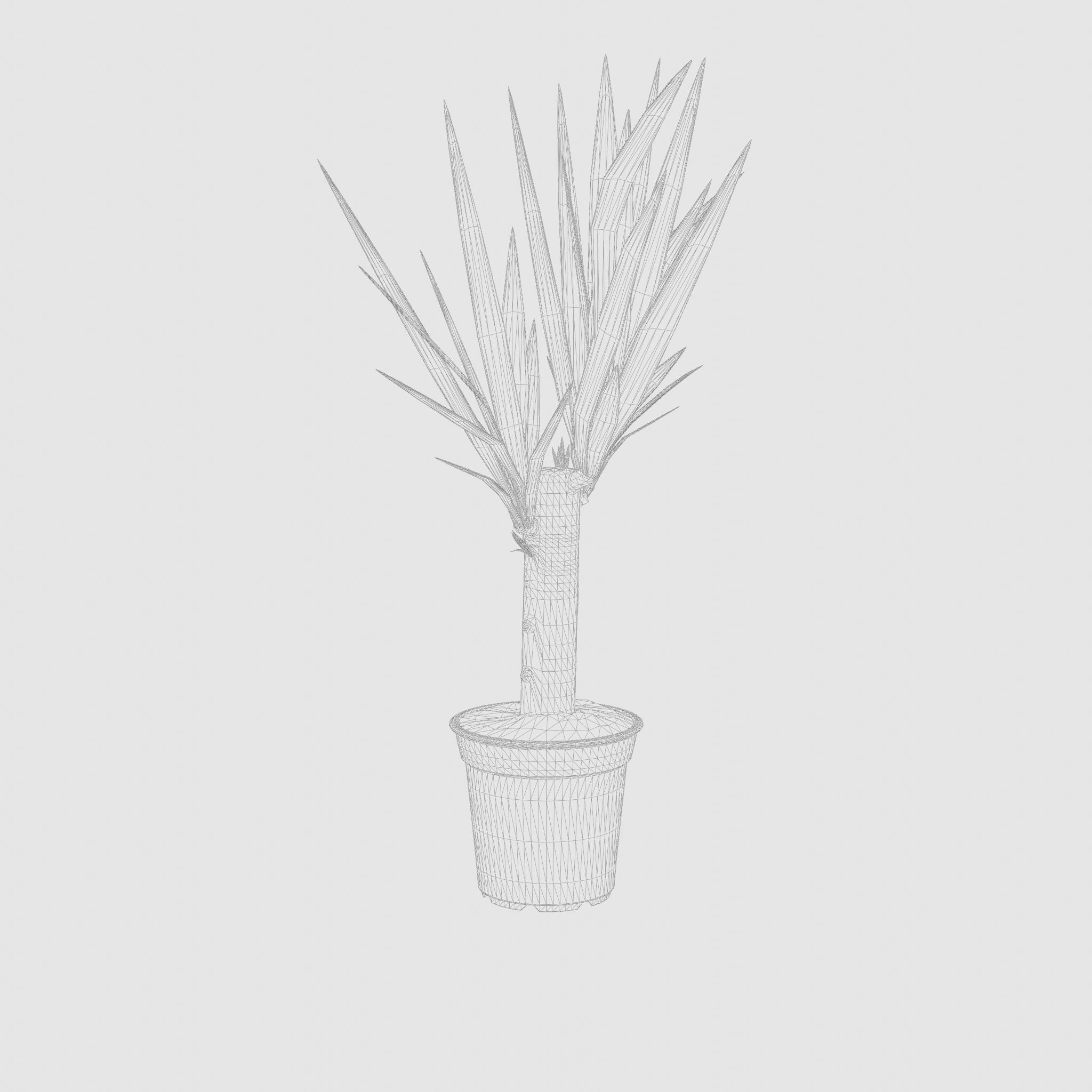 Yucca Cane Houseplant 3D Model Low-poly 3D model_5