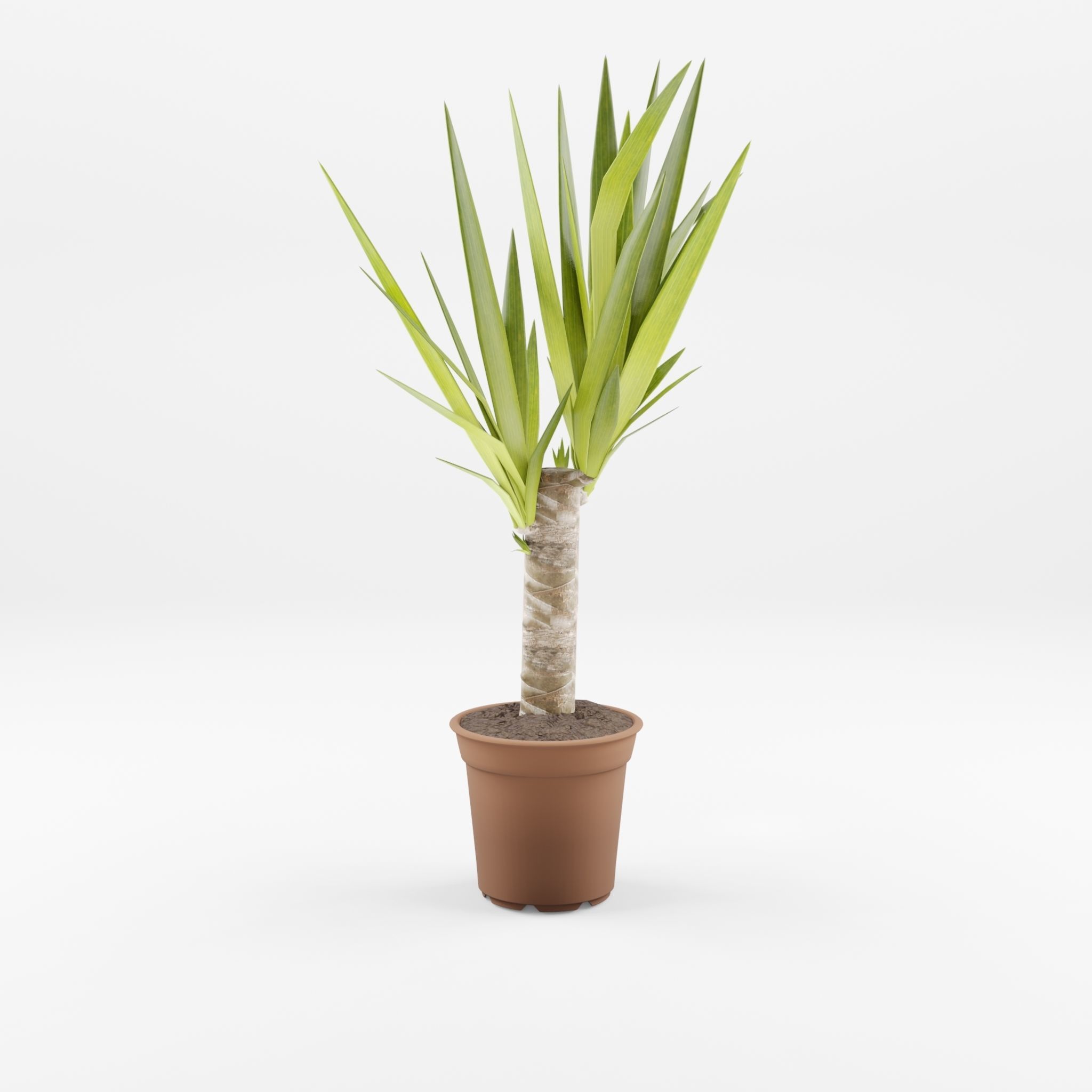 Yucca Cane Houseplant 3D Model Low-poly 3D model_1