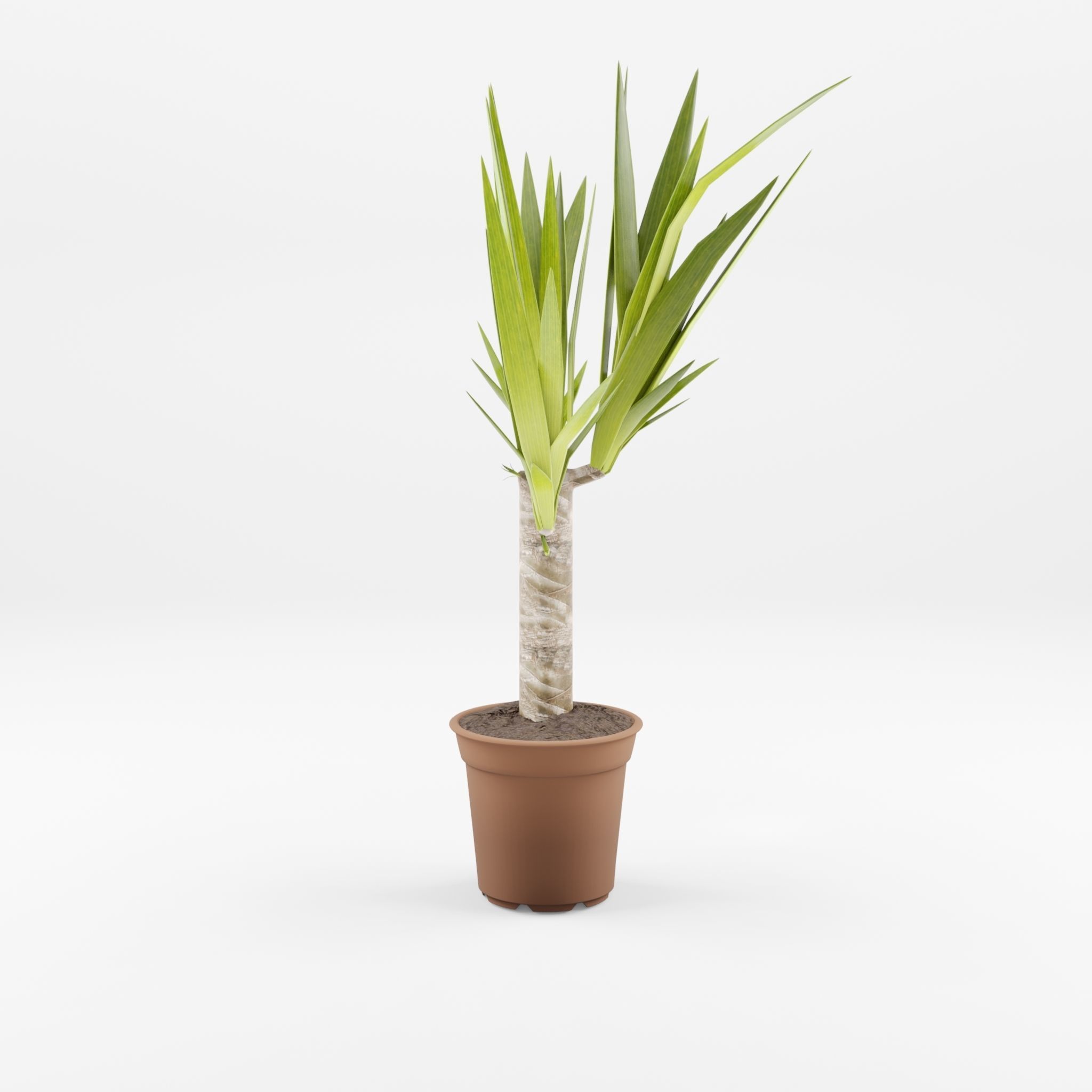 Yucca Cane Houseplant 3D Model Low-poly 3D model_2