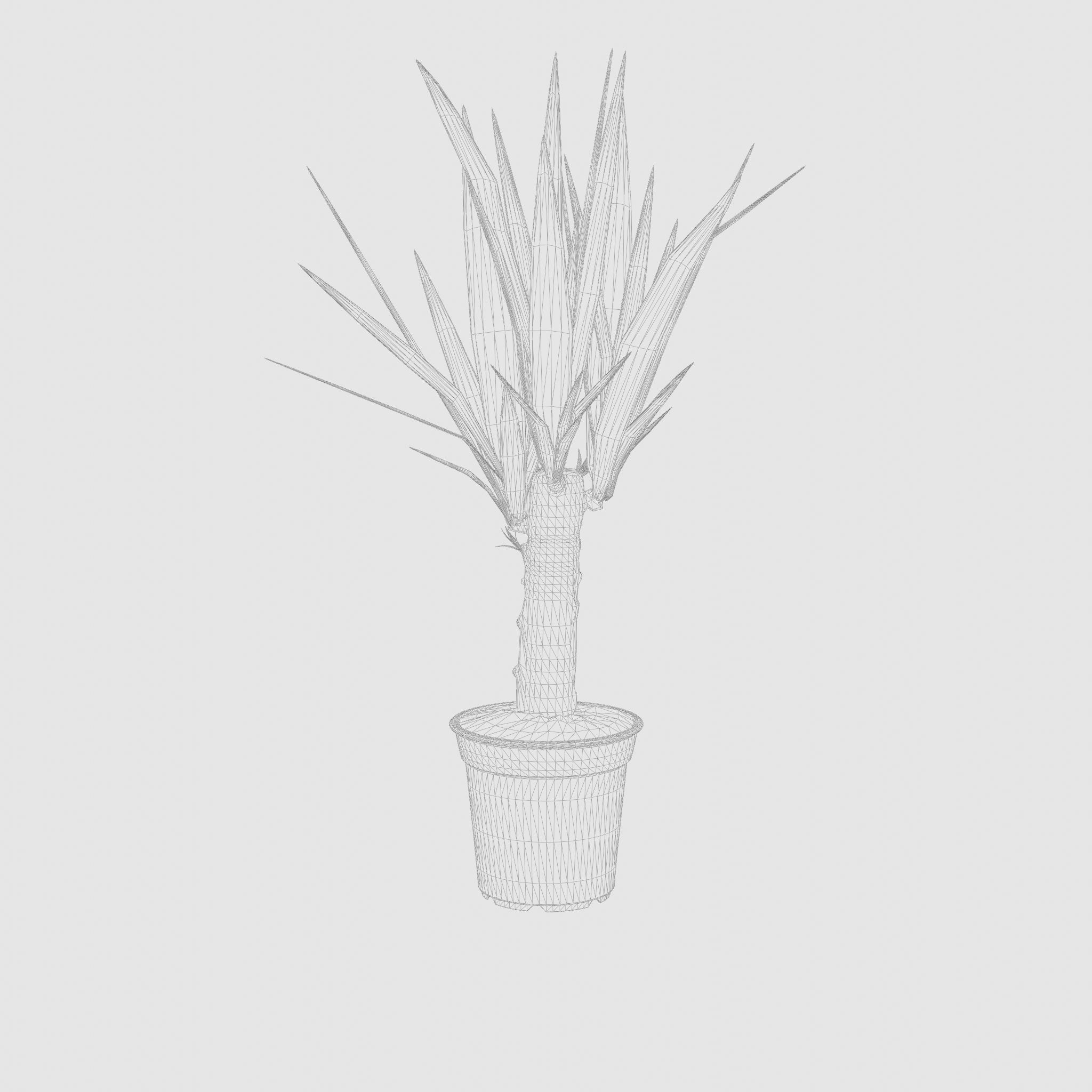 Yucca Cane Houseplant 3D Model Low-poly 3D model_4