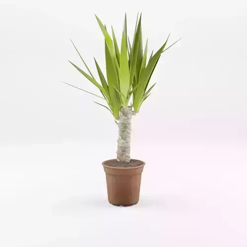 Yucca Cane Houseplant 3D Model Low-poly 3D model