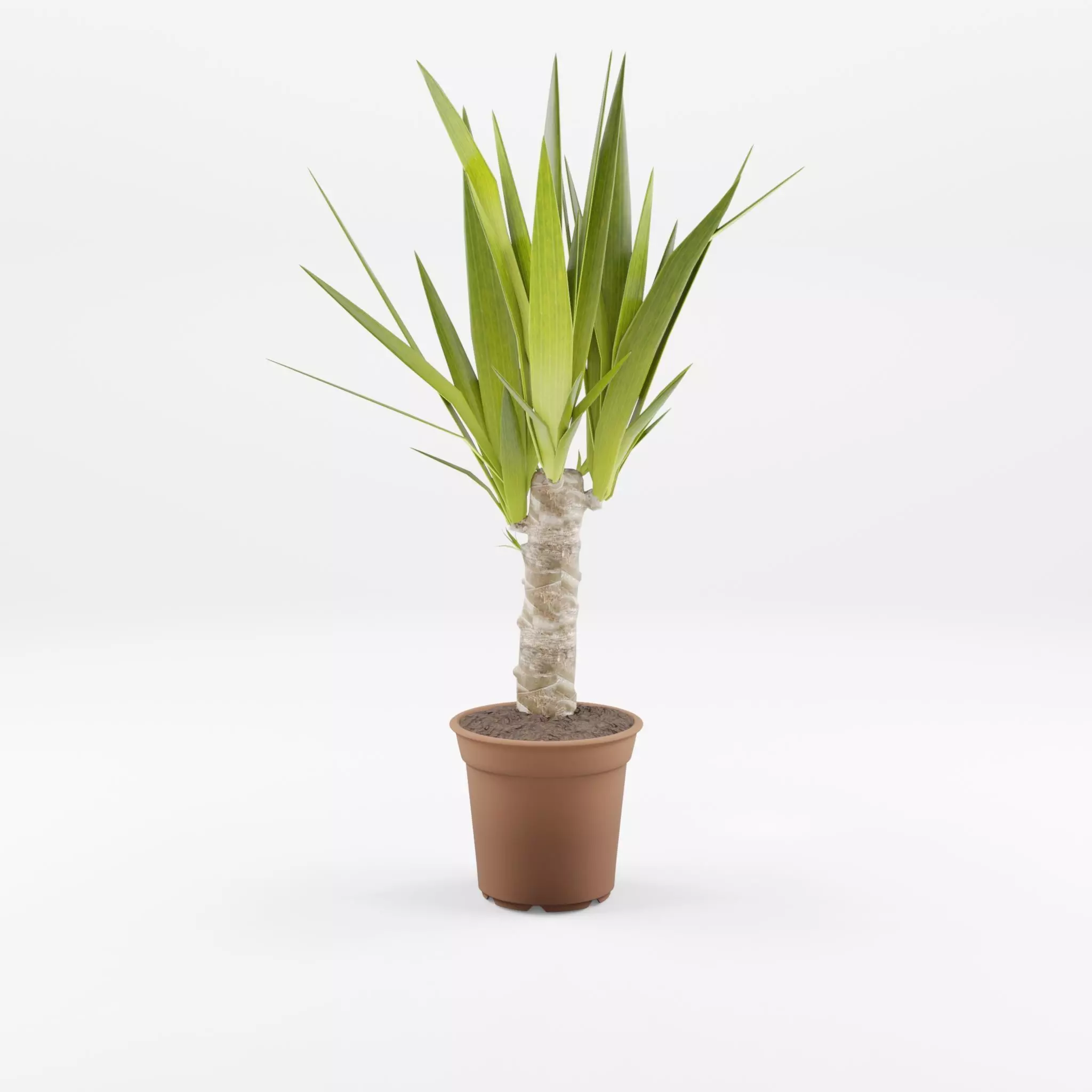 Yucca Cane Houseplant 3D Model Low-poly 3D model_0