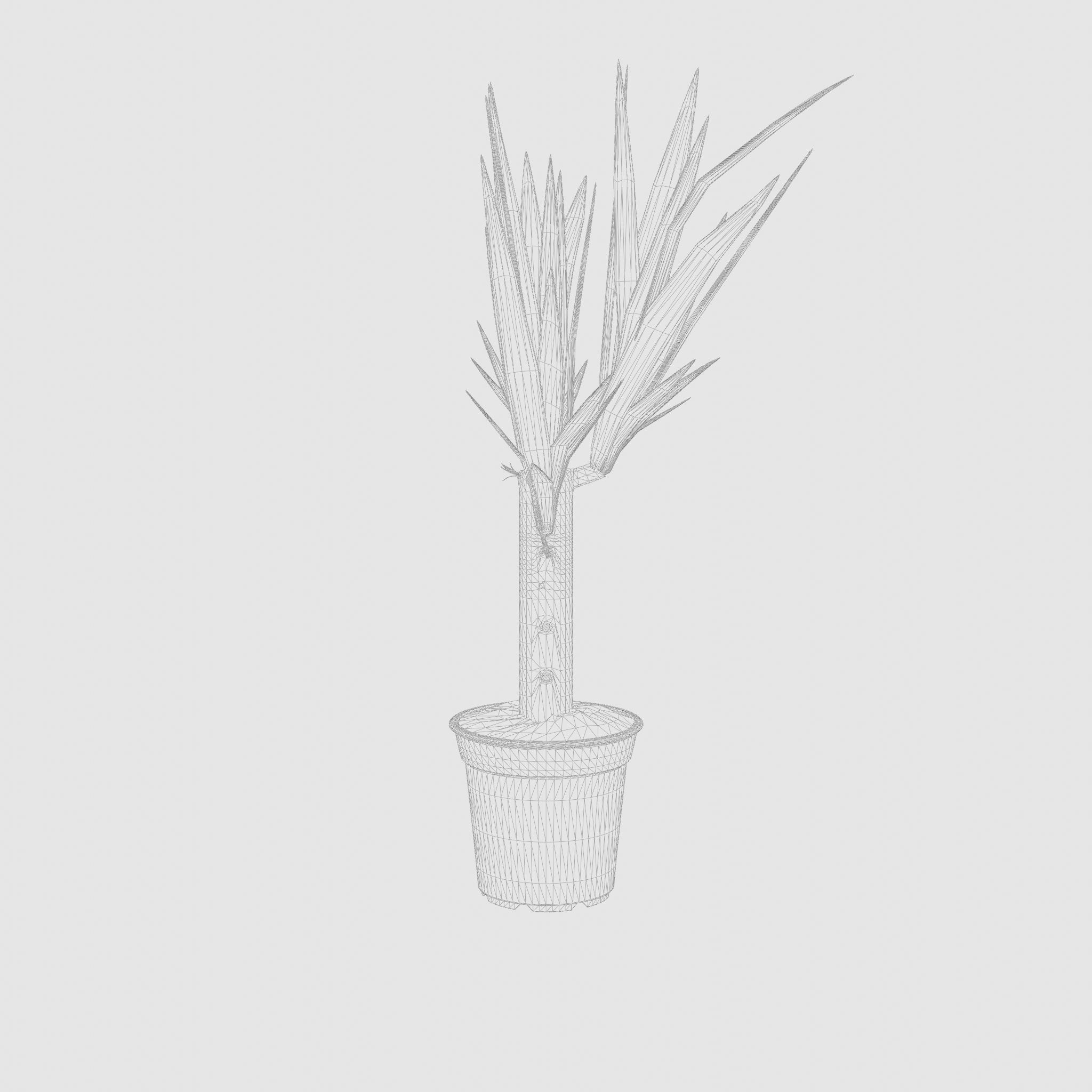 Yucca Cane Houseplant 3D Model Low-poly 3D model_6
