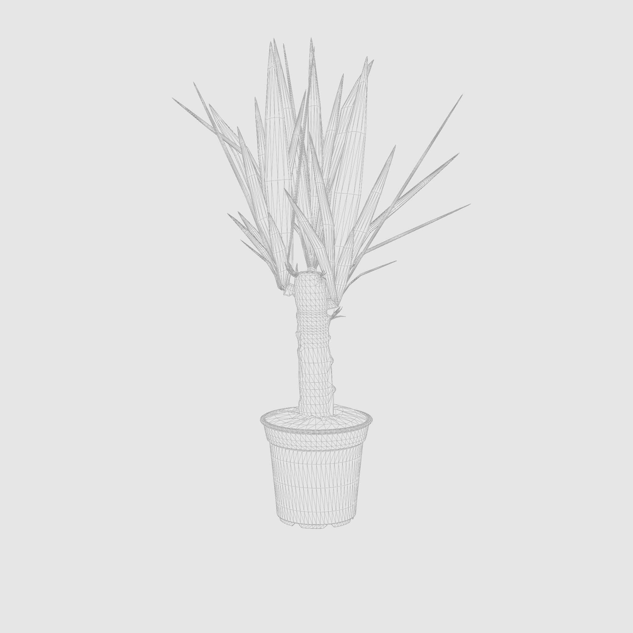 Yucca Cane Houseplant 3D Model Low-poly 3D model_7