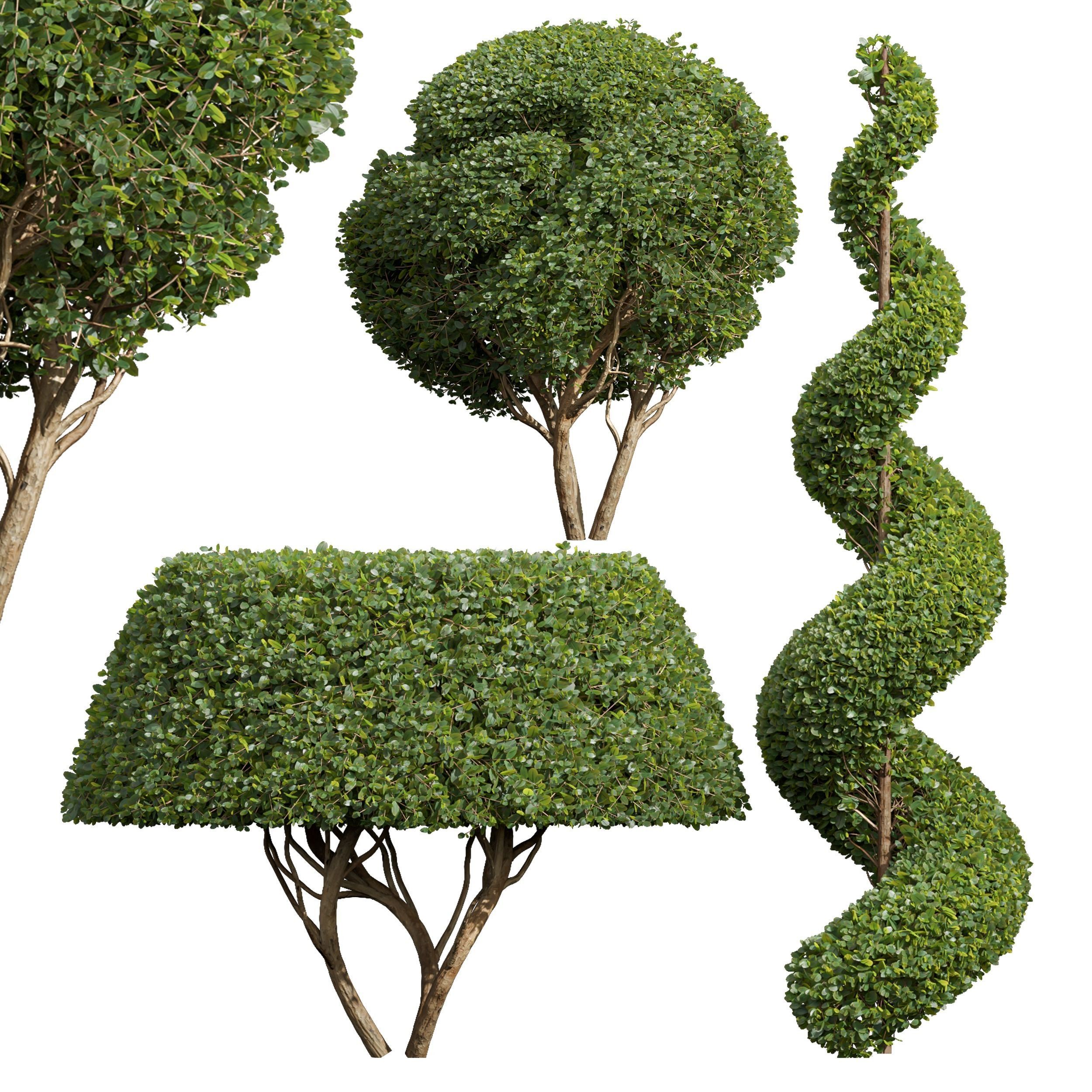 Ficus Concinna Bonsai Pruned-3 trees 3D model_1