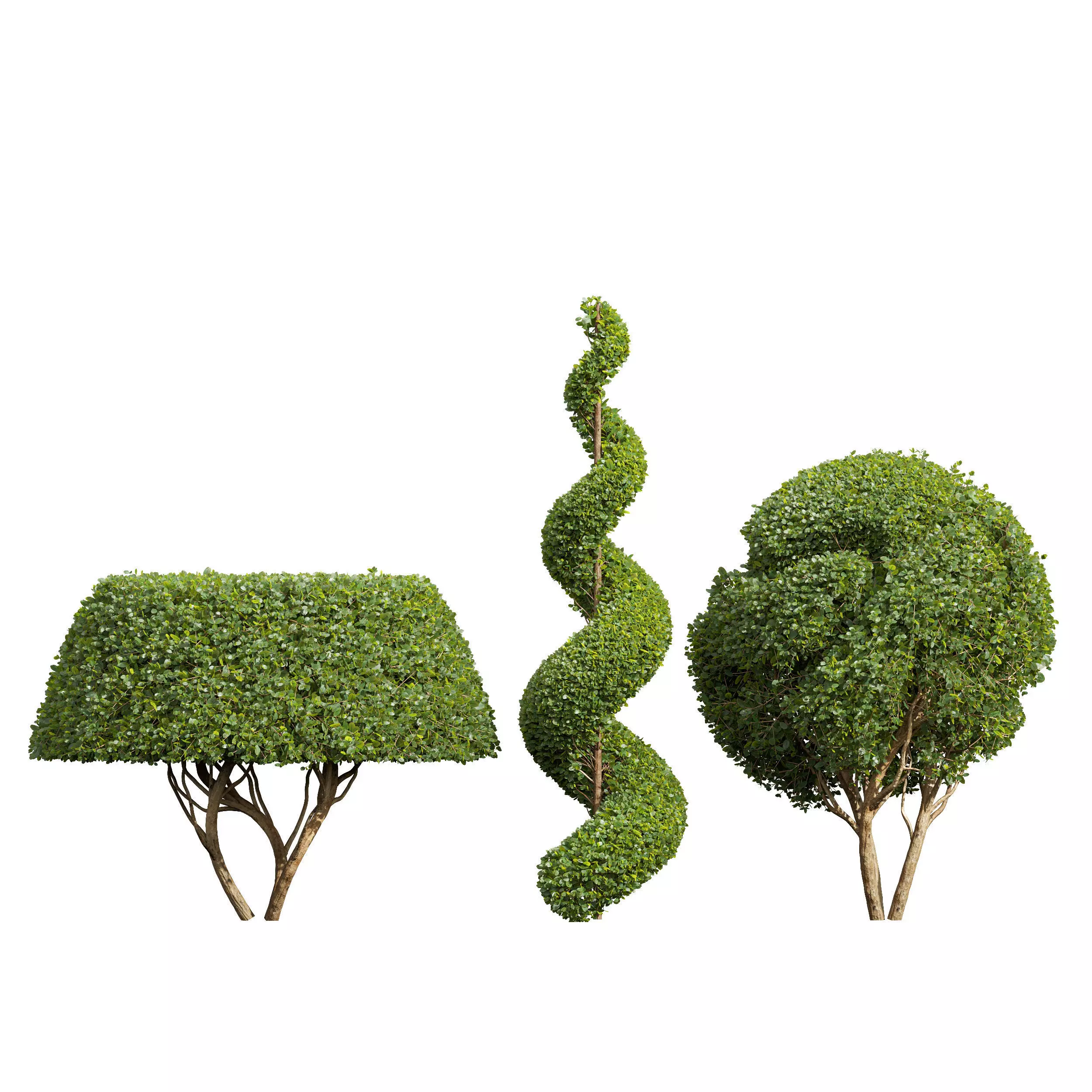 Ficus Concinna Bonsai Pruned-3 trees 3D model_0