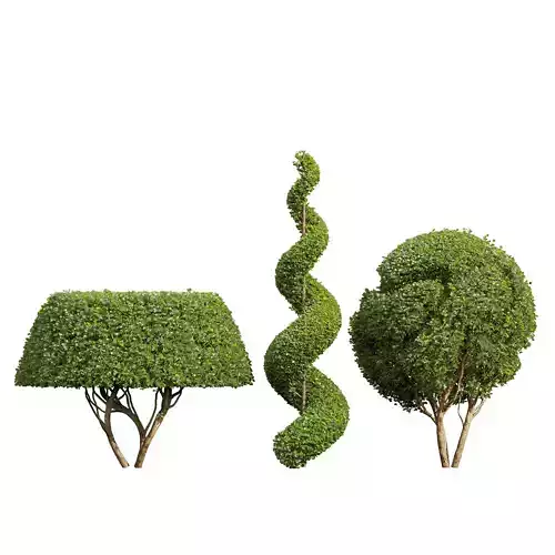 Ficus Concinna Bonsai Pruned-3 trees 3D model