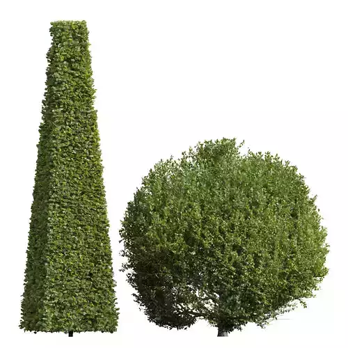 Ligustrum Quihoui and Ficus Concinna Bonsai 3D model