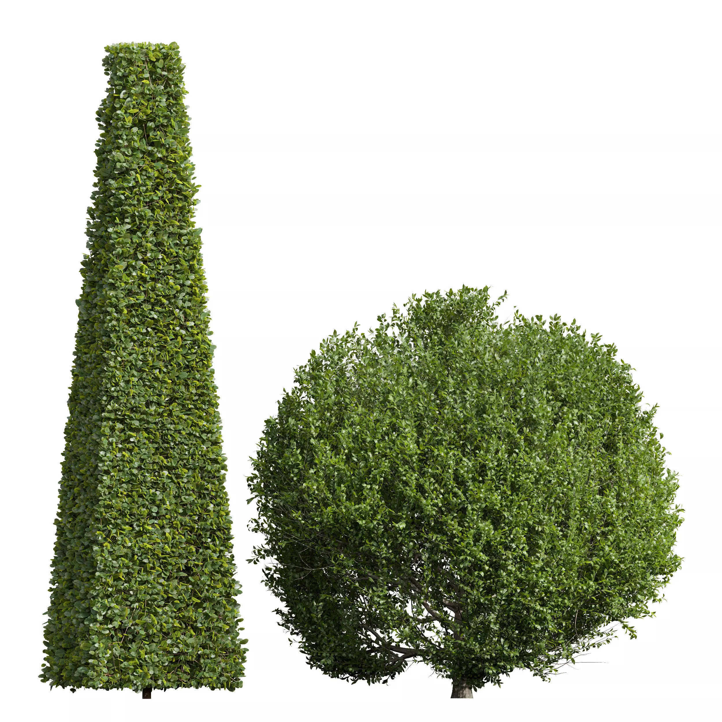 Ligustrum Quihoui and Ficus Concinna Bonsai 3D model_0