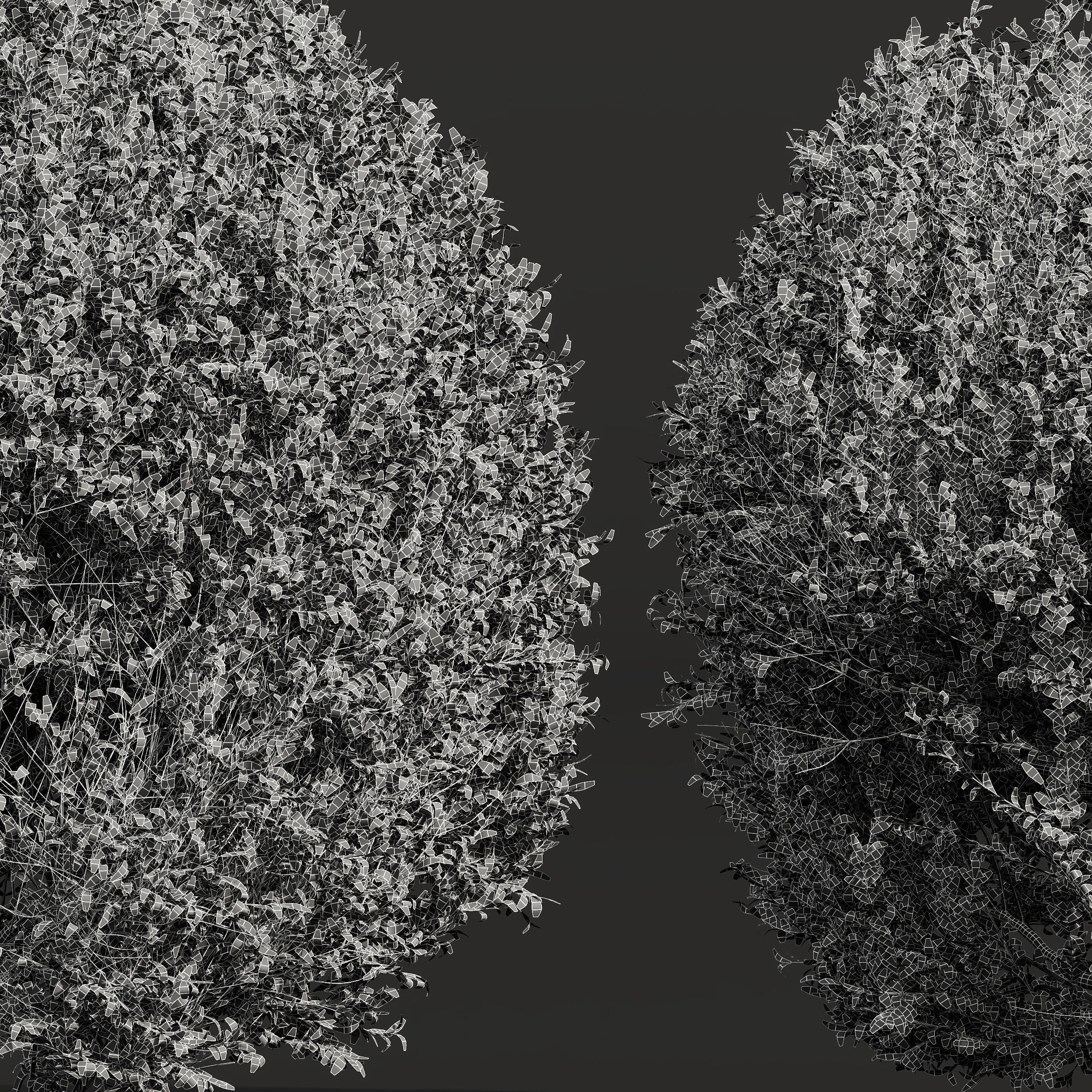 Ligustrum Quihoui and Ficus Concinna Bonsai 3D model_2