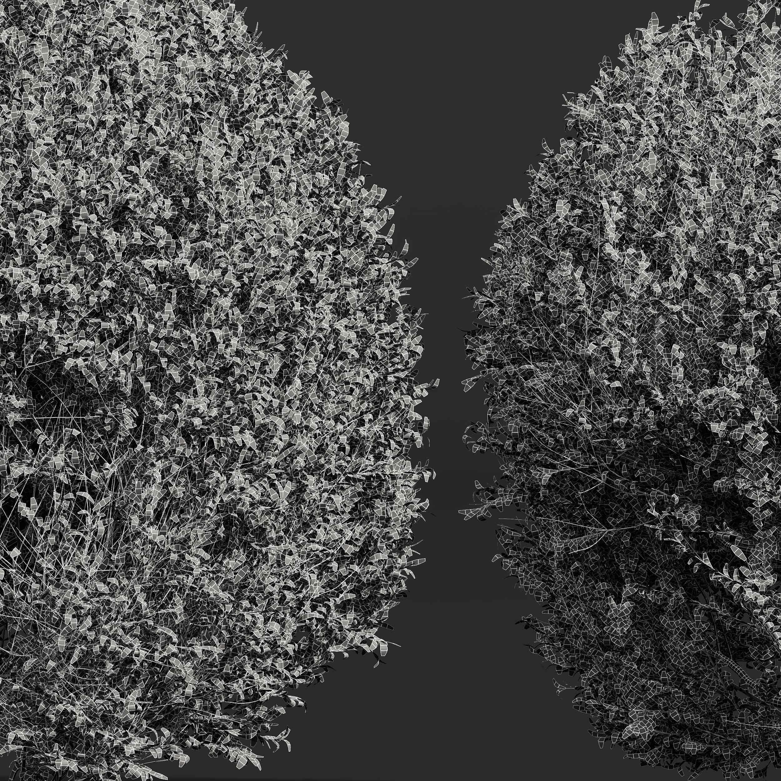 Ligustrum Quihoui Privet Pruned 3D model_4