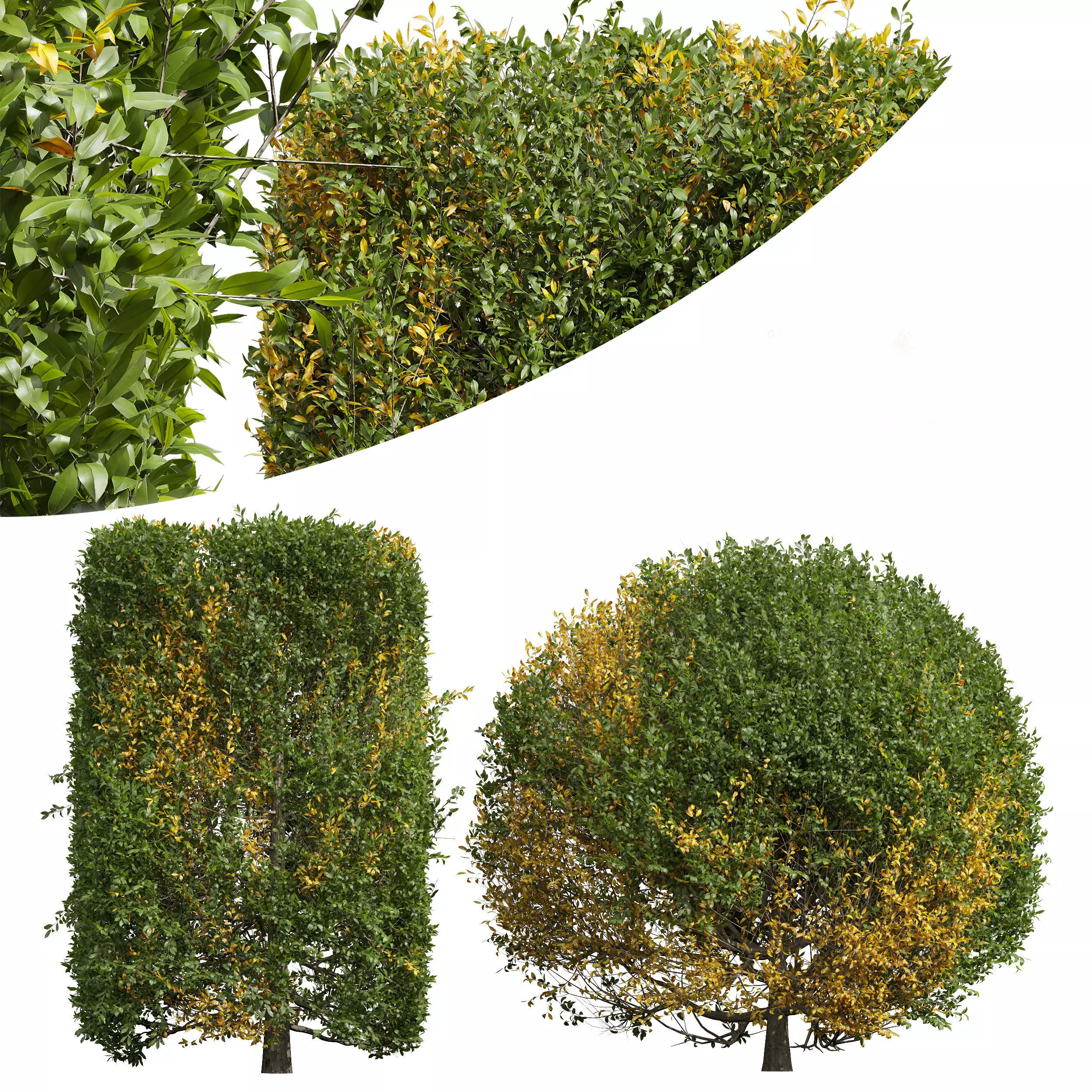 Ligustrum Quihoui Privet Pruned 3D model_0