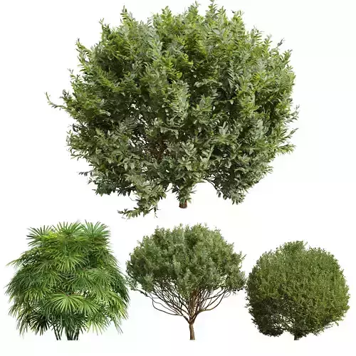 Rhapis Excelsa and Ligustrum Quihoui and cistus albidus zistrose 3D model