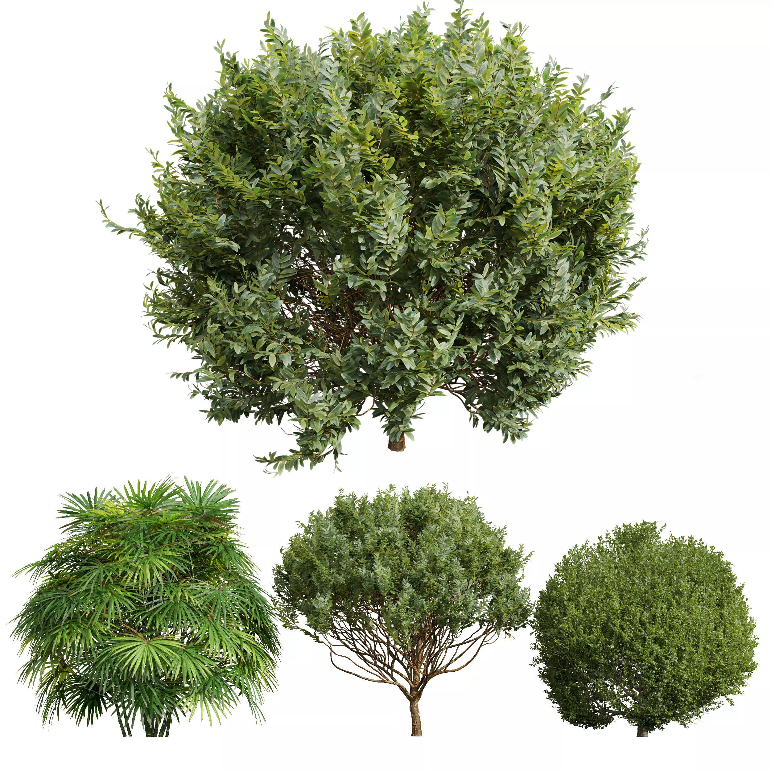 Rhapis Excelsa and Ligustrum Quihoui and cistus albidus zistrose 3D model_0