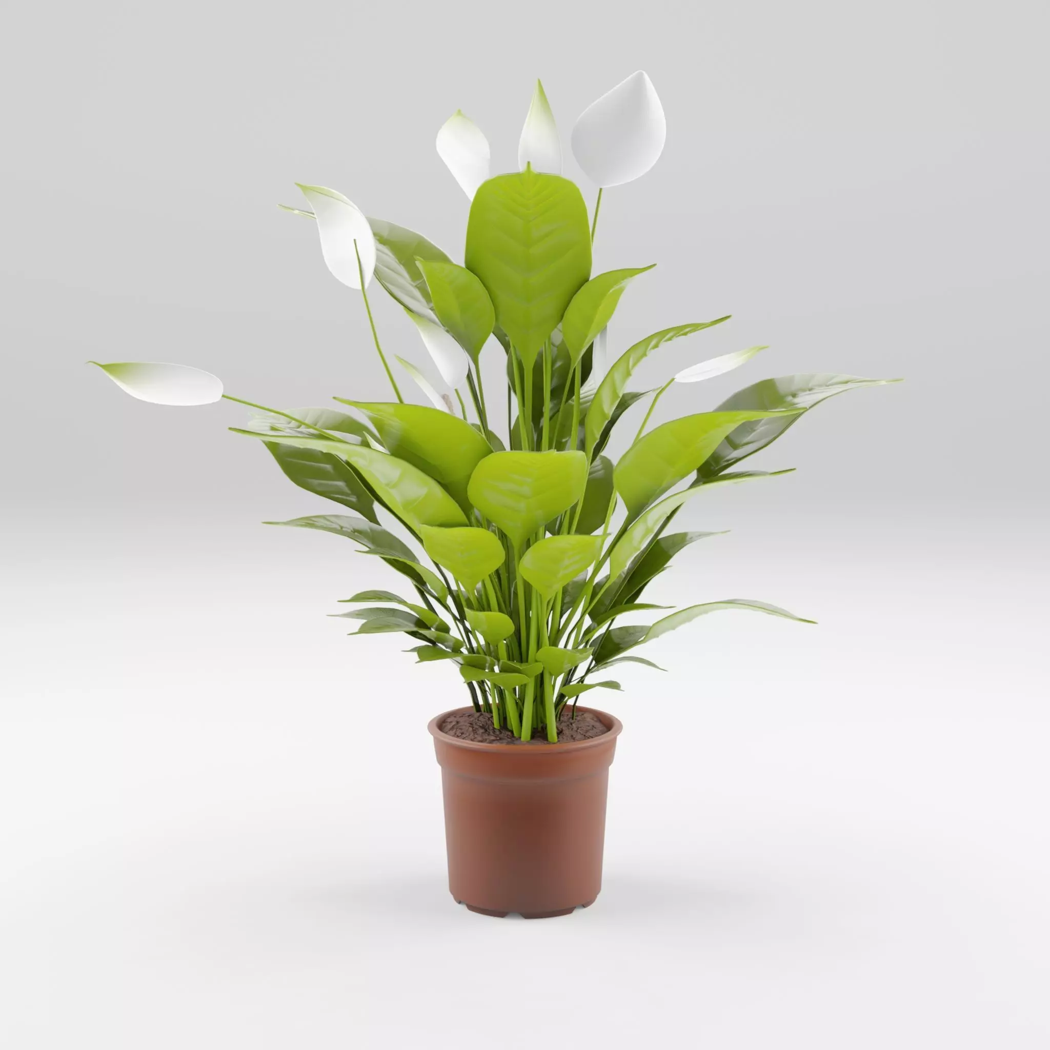 Peace Lily Houseplant 3D Model Low-poly 3D model_0