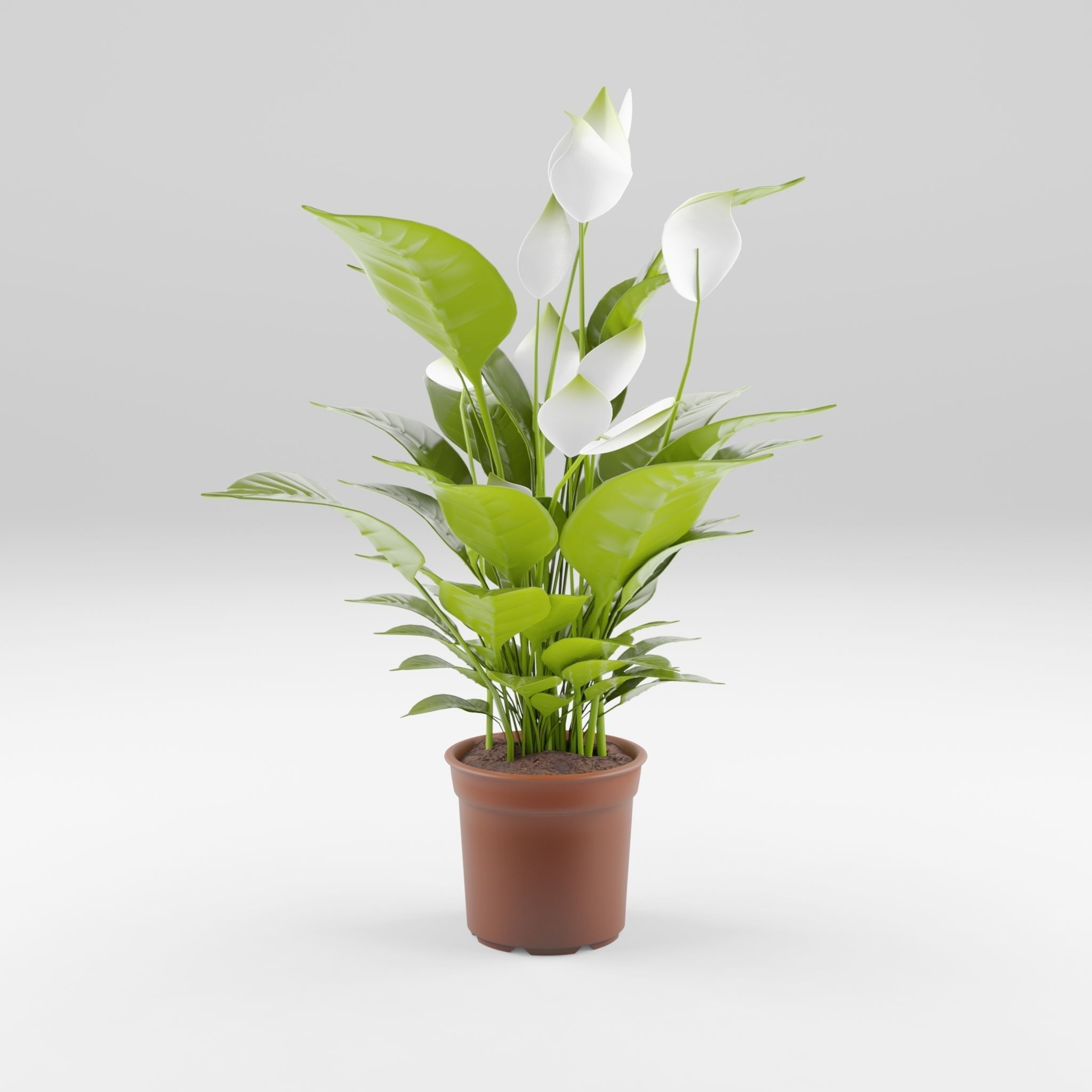 Peace Lily Houseplant 3D Model Low-poly 3D model_2