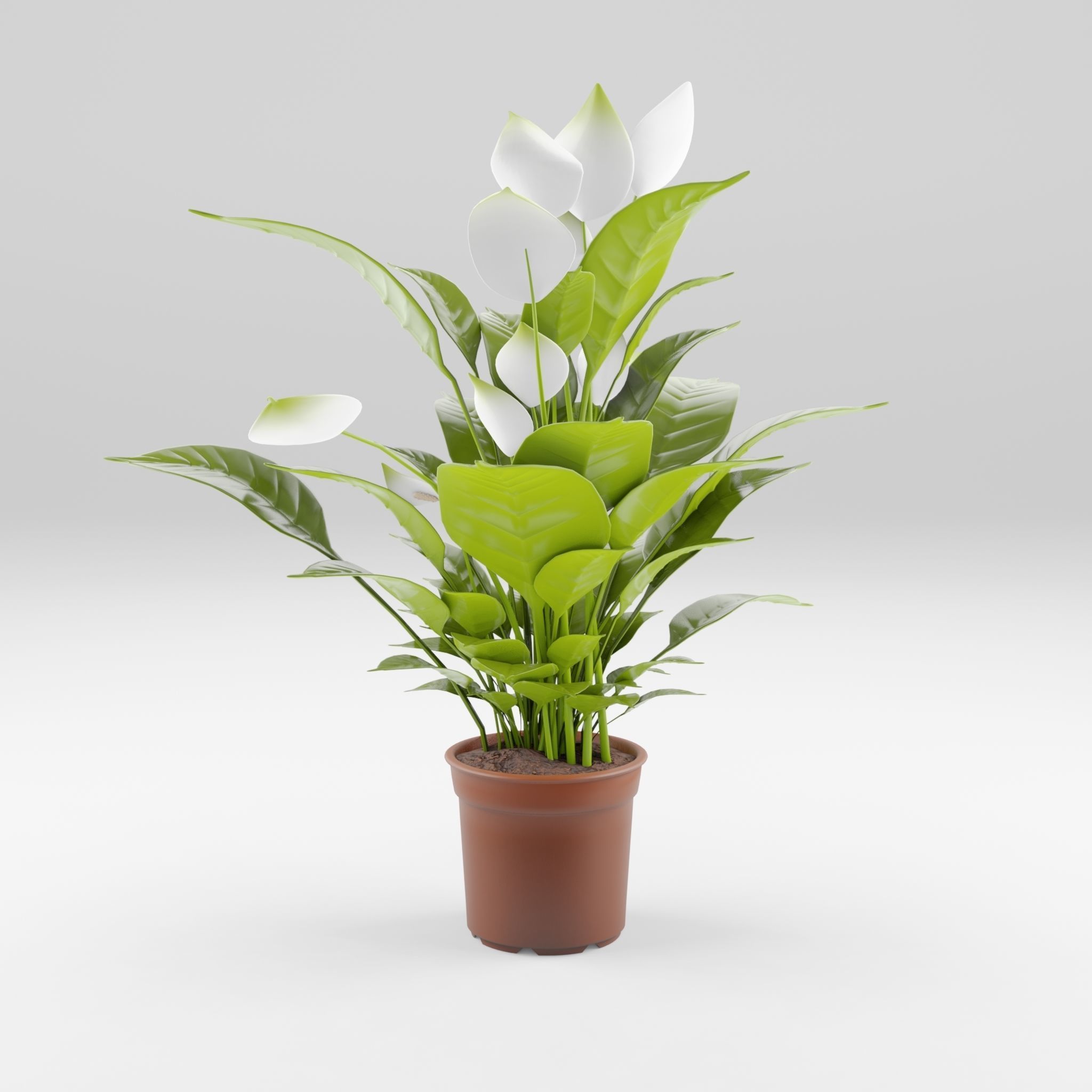 Peace Lily Houseplant 3D Model Low-poly 3D model_1