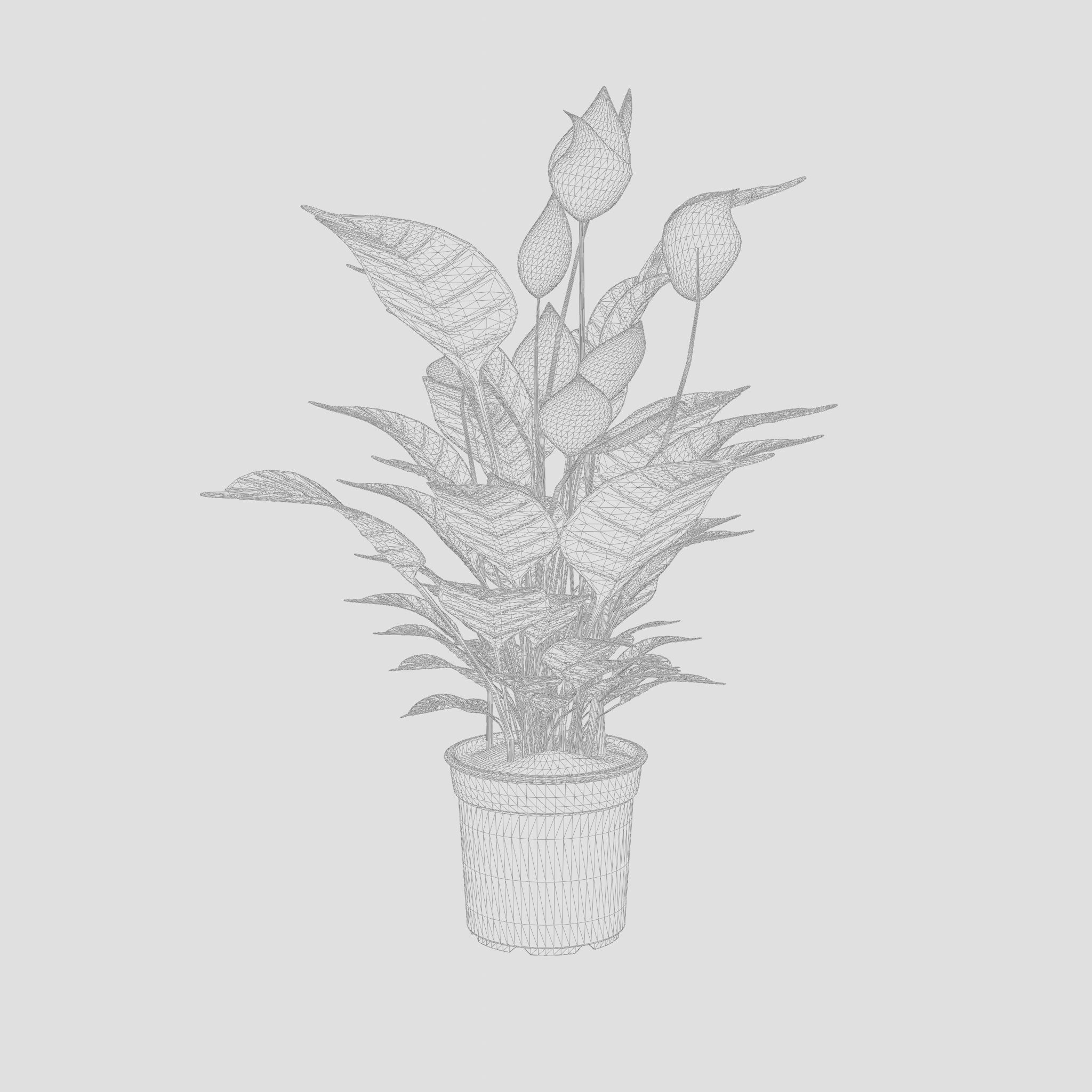 Peace Lily Houseplant 3D Model Low-poly 3D model_6