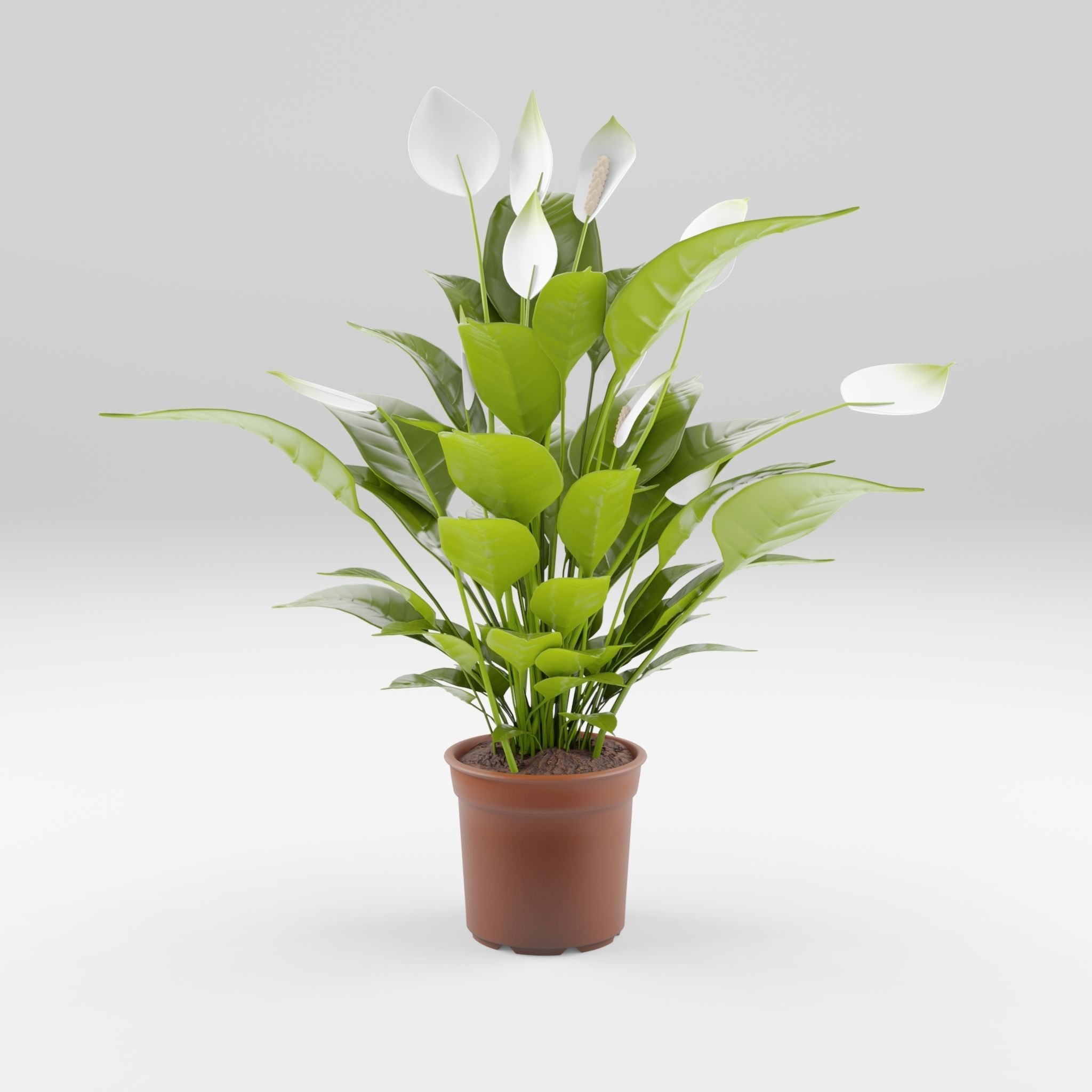 Peace Lily Houseplant 3D Model Low-poly 3D model_3
