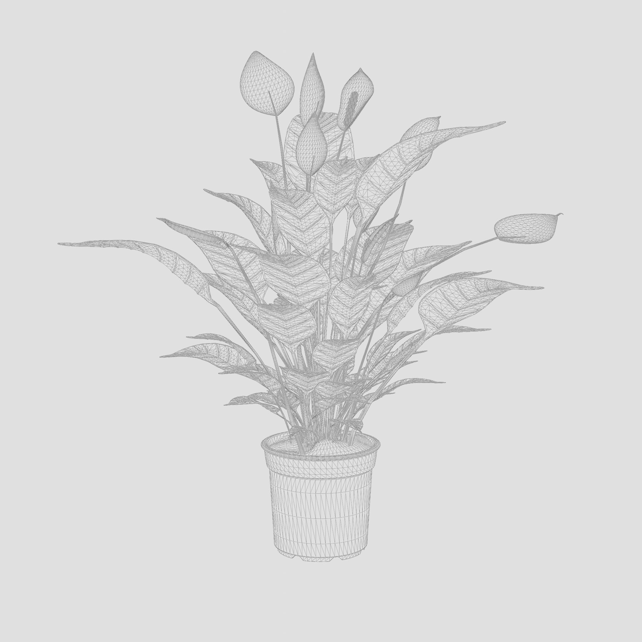 Peace Lily Houseplant 3D Model Low-poly 3D model_7